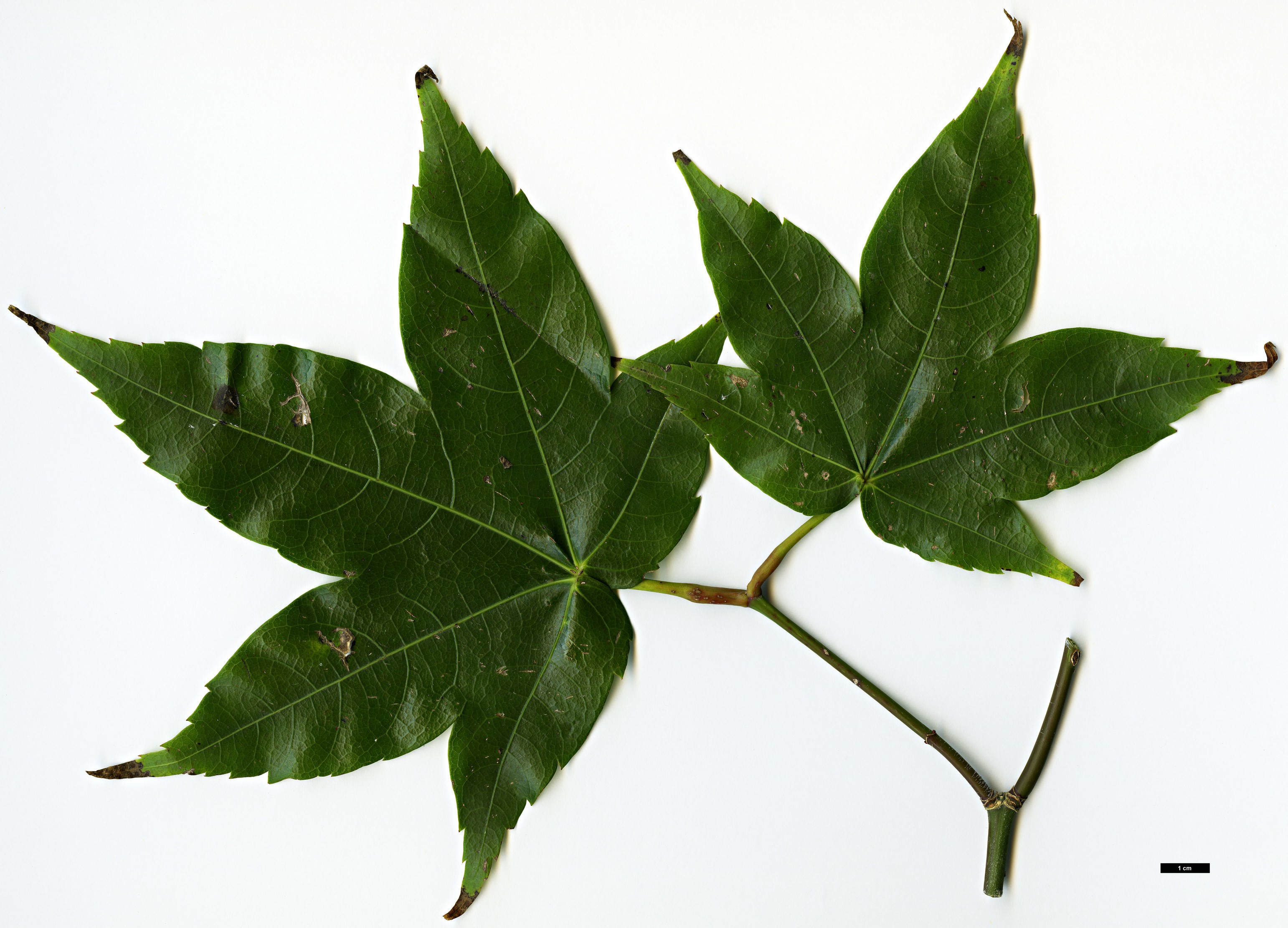 High resolution image: Family: Sapindaceae - Genus: Acer - Taxon: tonkinense