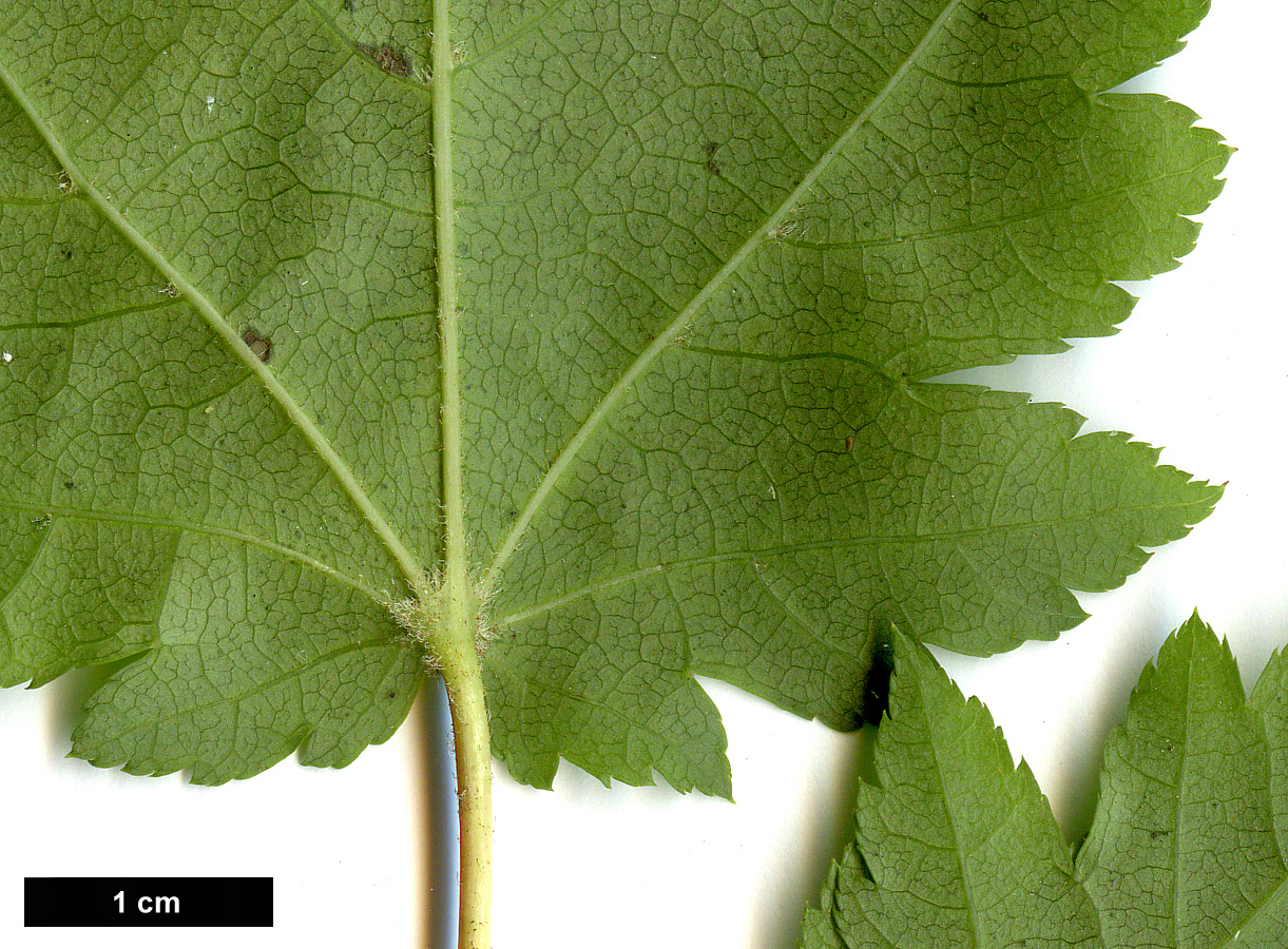 High resolution image: Family: Sapindaceae - Genus: Acer - Taxon: tschonoskii