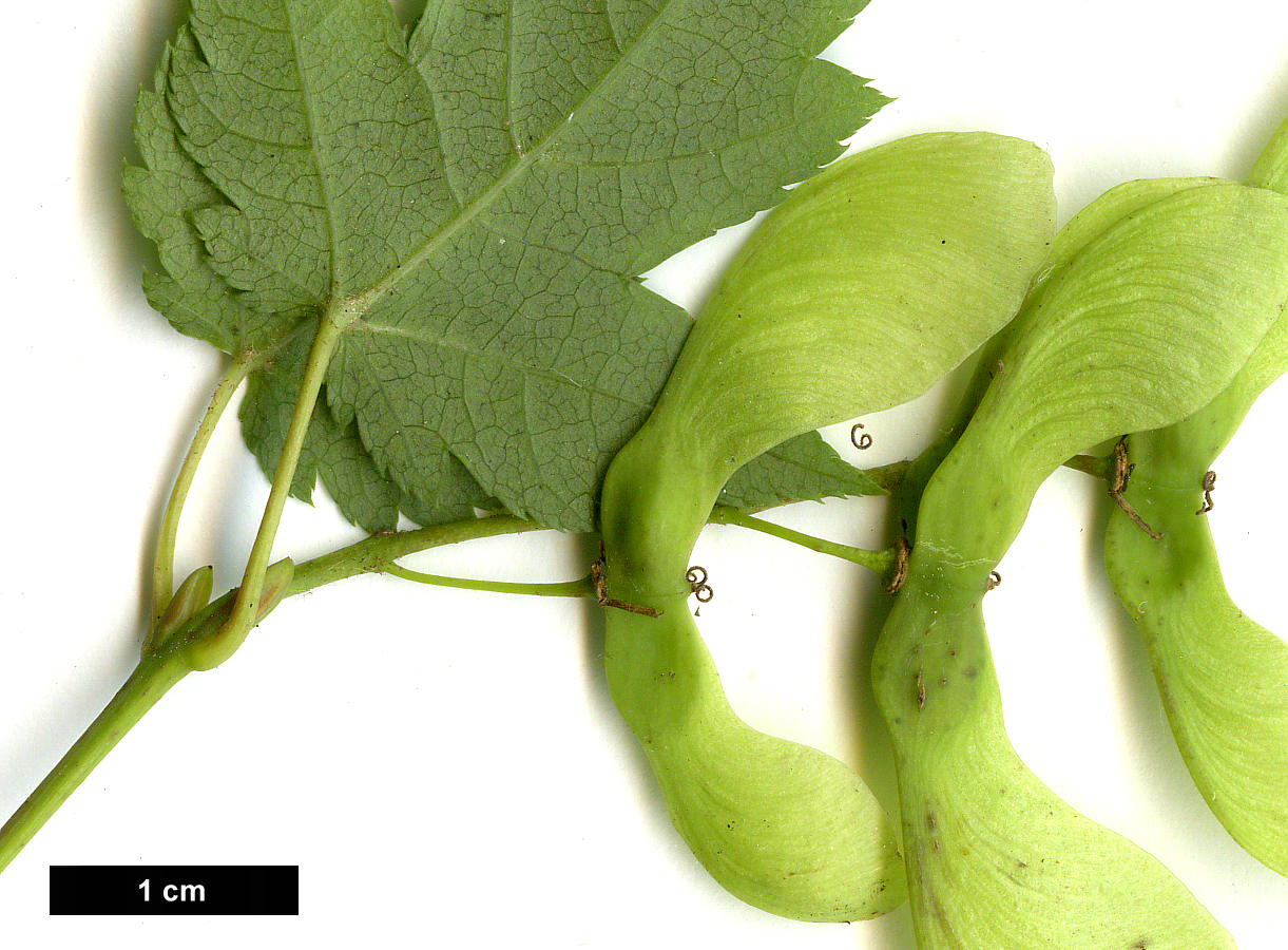 High resolution image: Family: Sapindaceae - Genus: Acer - Taxon: tschonoskii