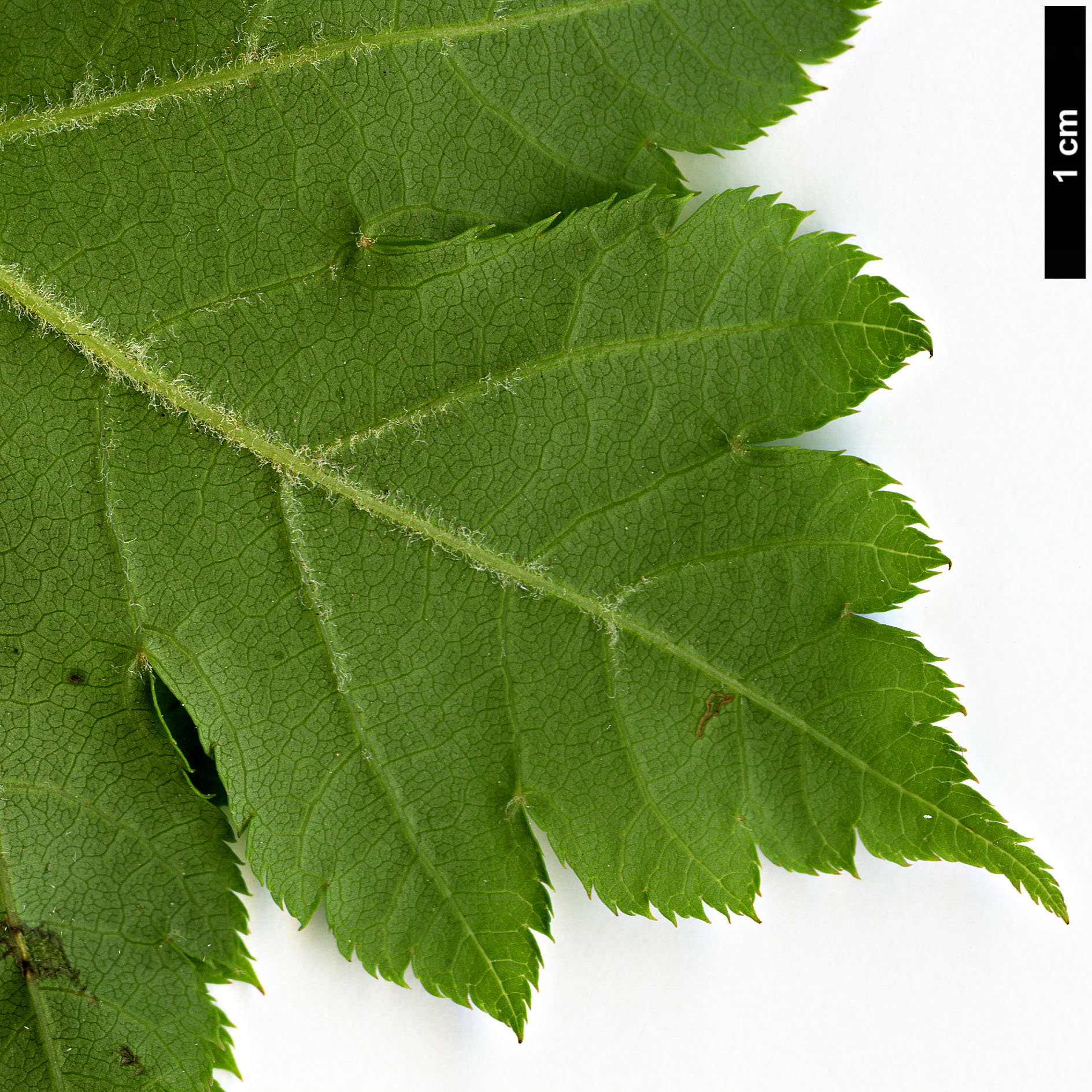 High resolution image: Family: Sapindaceae - Genus: Acer - Taxon: tschonoskii