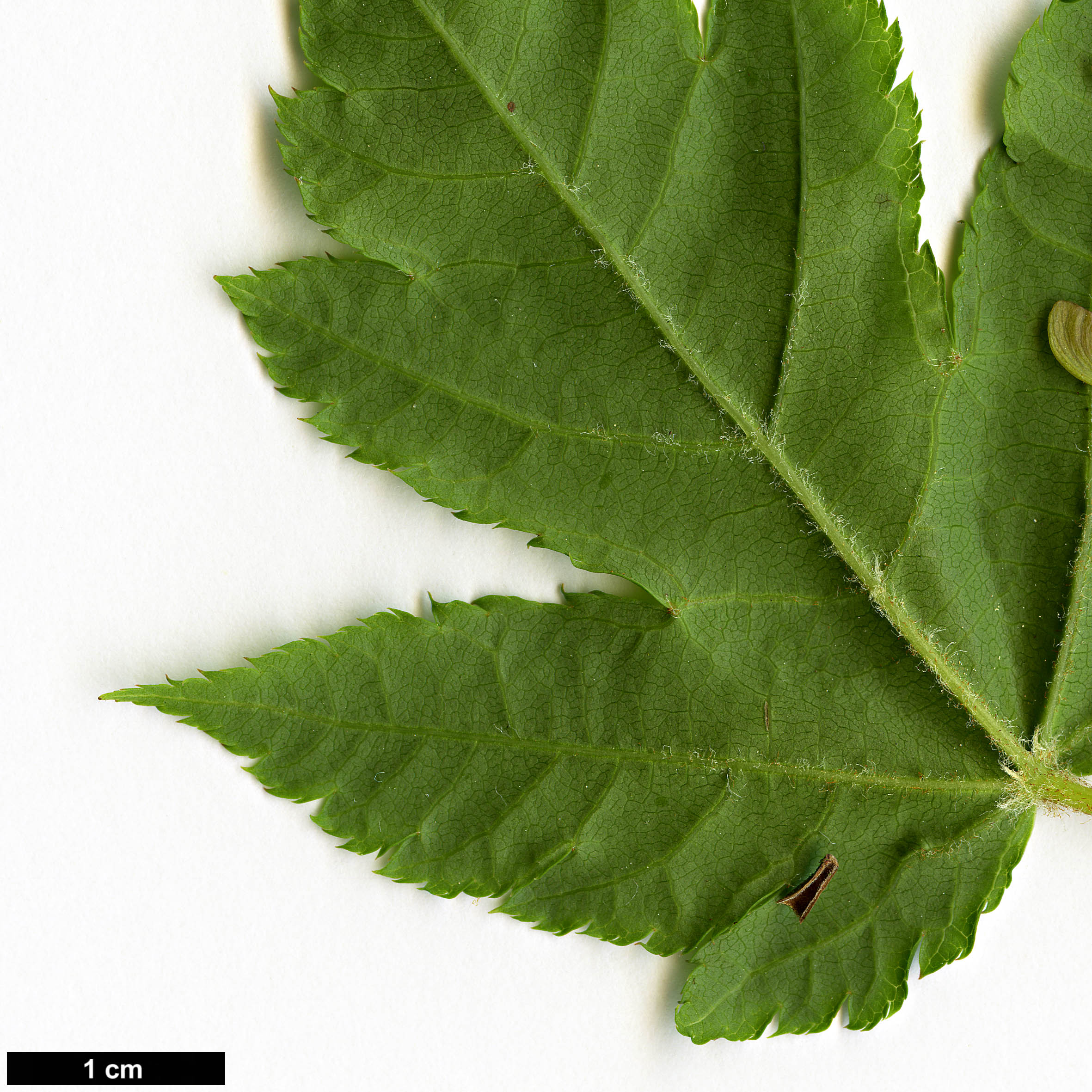 High resolution image: Family: Sapindaceae - Genus: Acer - Taxon: tschonoskii