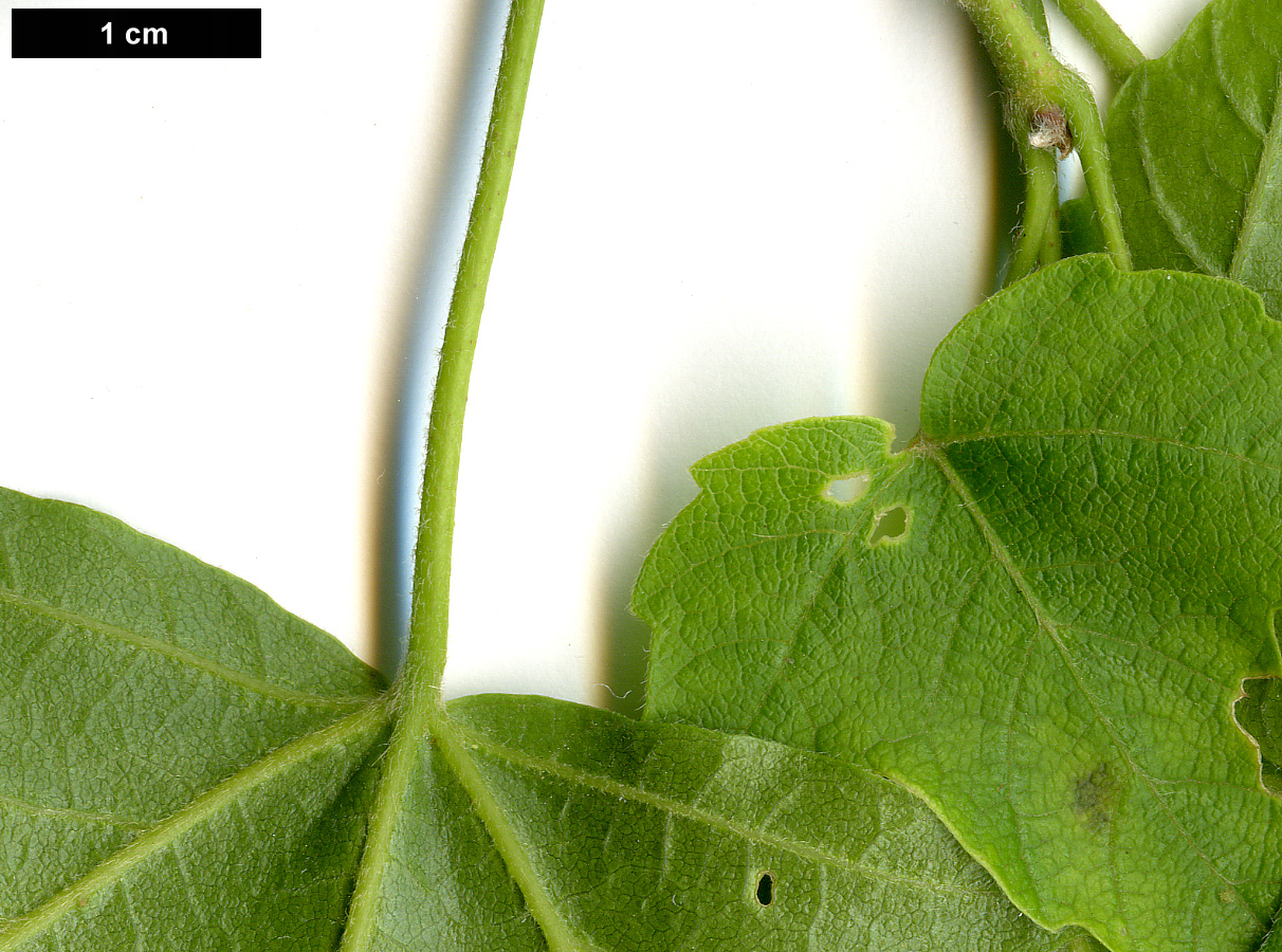 High resolution image: Family: Sapindaceae - Genus: Acer - Taxon: tsinglingense