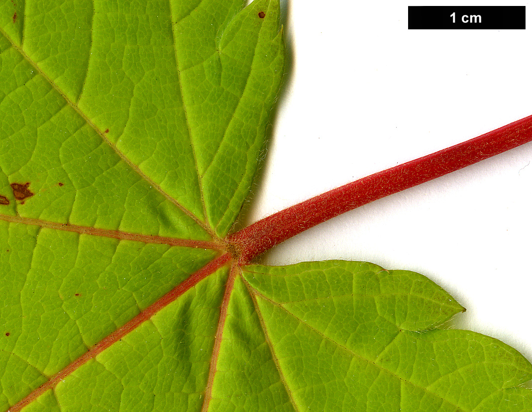 High resolution image: Family: Sapindaceae - Genus: Acer - Taxon: ukurunduense