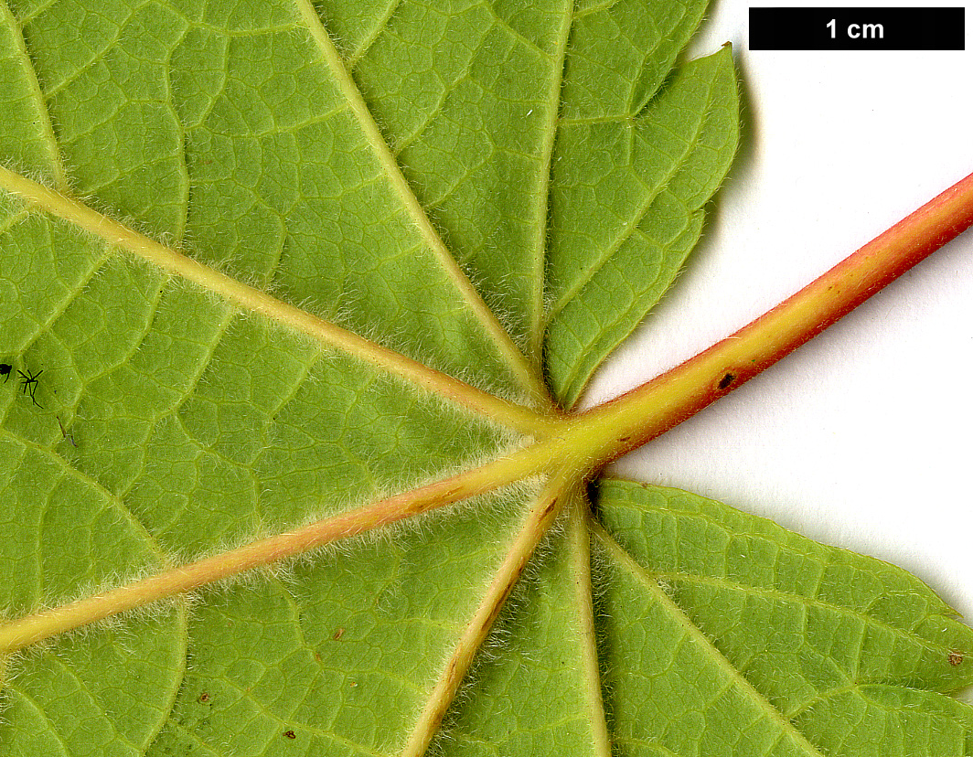 High resolution image: Family: Sapindaceae - Genus: Acer - Taxon: ukurunduense