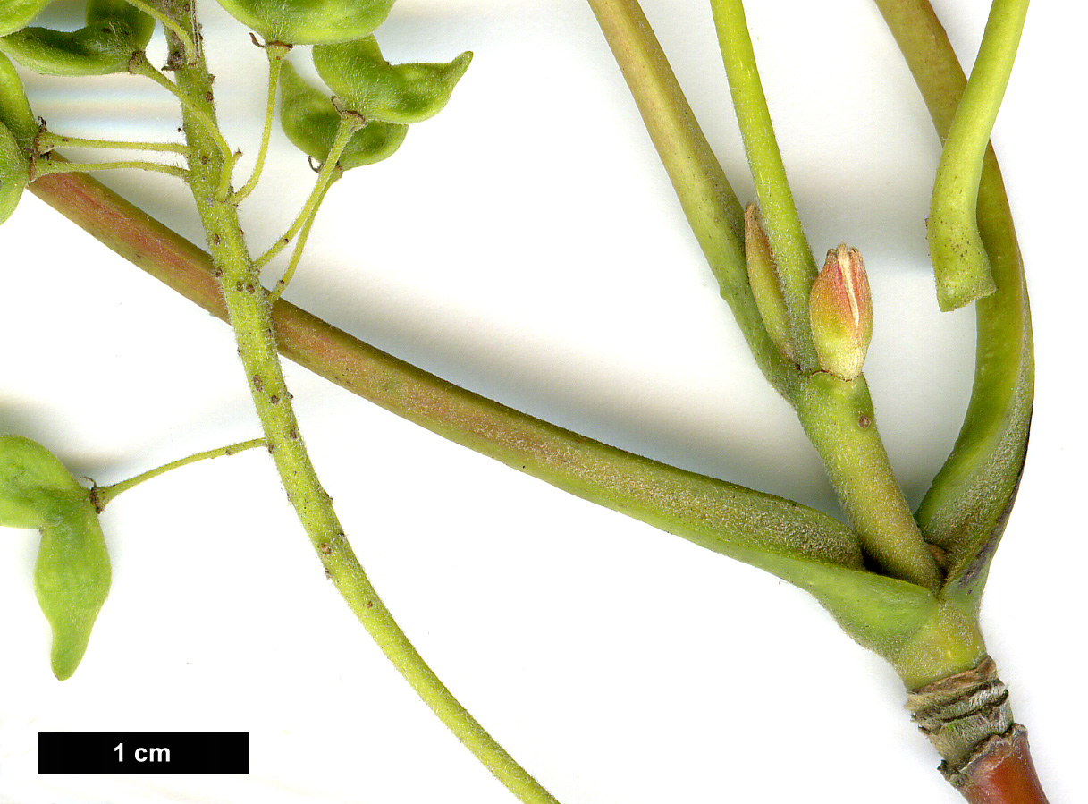 High resolution image: Family: Sapindaceae - Genus: Acer - Taxon: ukurunduense