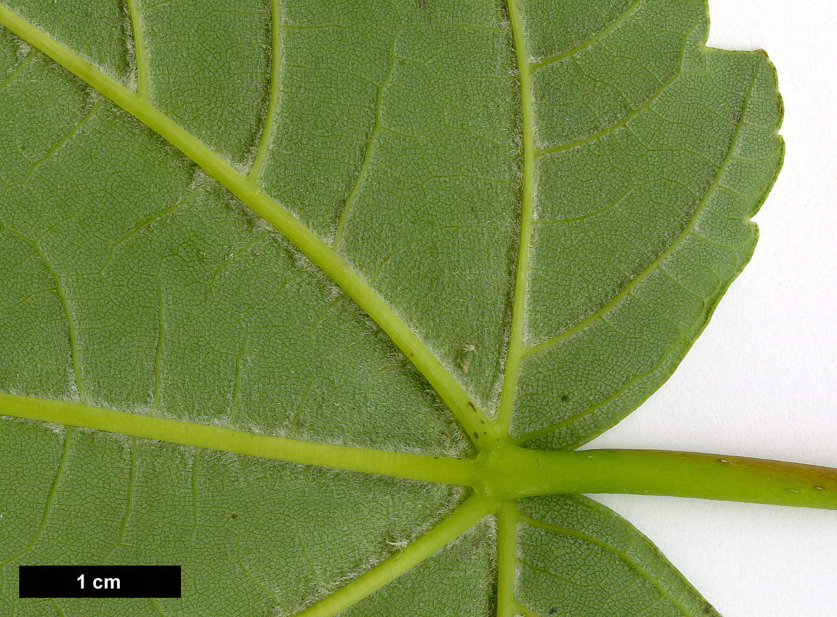 High resolution image: Family: Sapindaceae - Genus: Acer - Taxon: velutinum