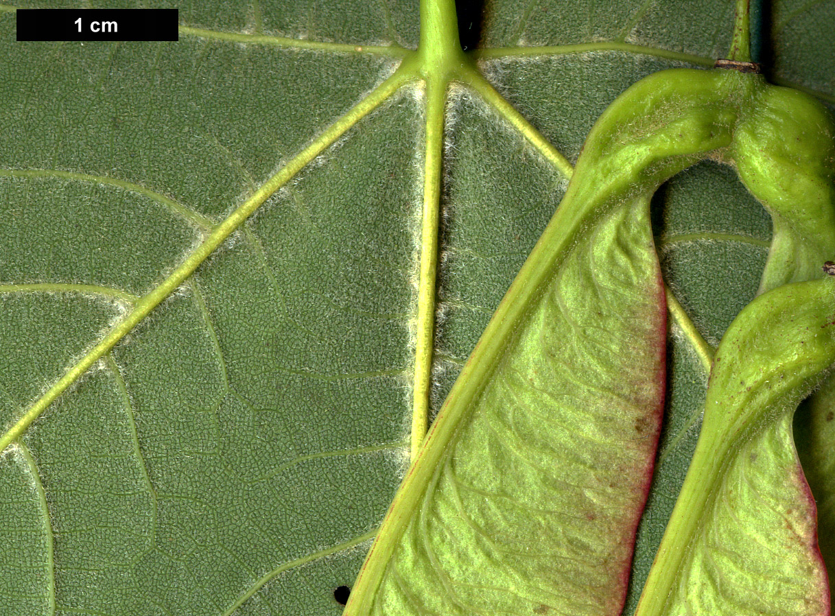 High resolution image: Family: Sapindaceae - Genus: Acer - Taxon: velutinum