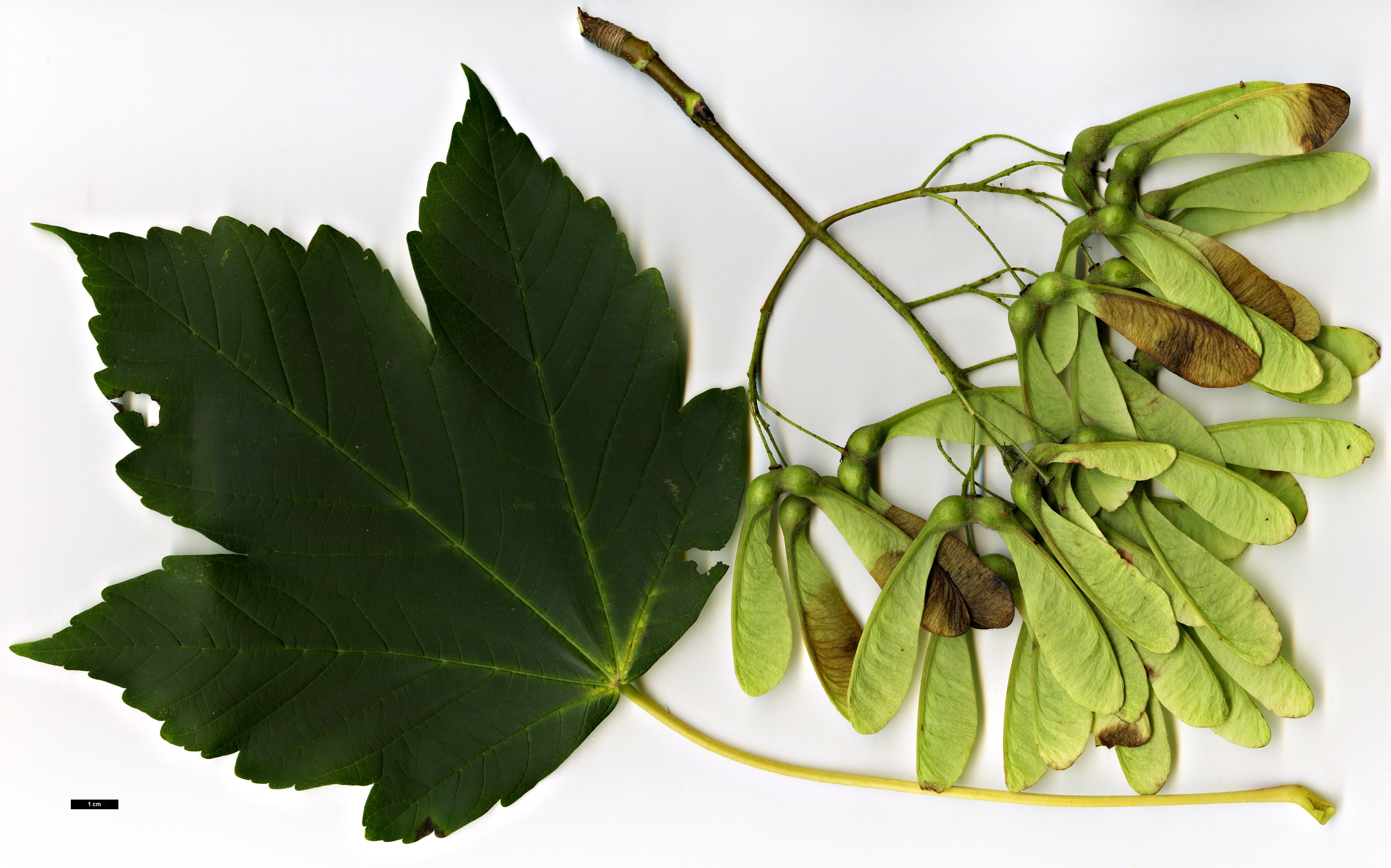 High resolution image: Family: Sapindaceae - Genus: Acer - Taxon: velutinum