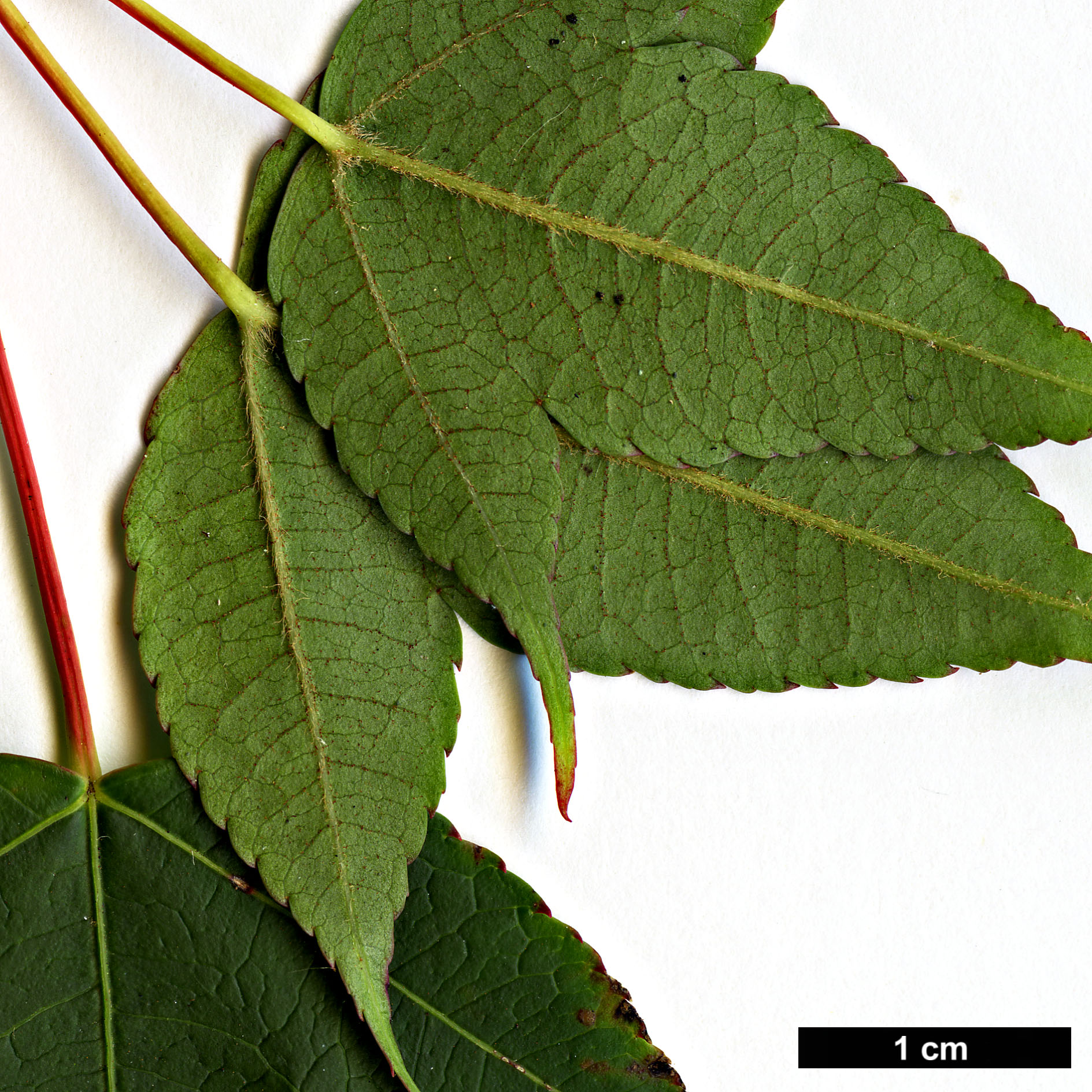 High resolution image: Family: Sapindaceae - Genus: Acer - Taxon: wardii