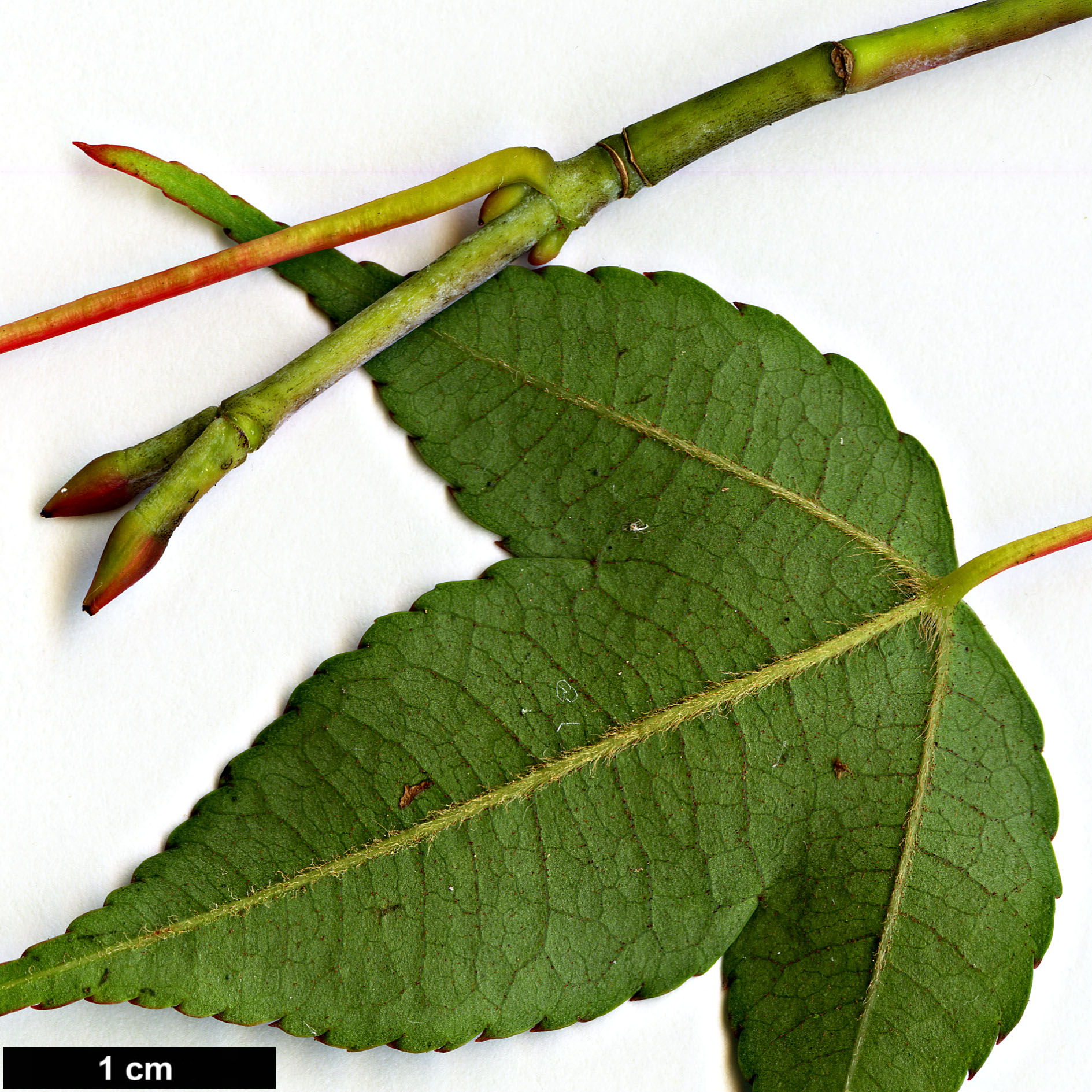 High resolution image: Family: Sapindaceae - Genus: Acer - Taxon: wardii