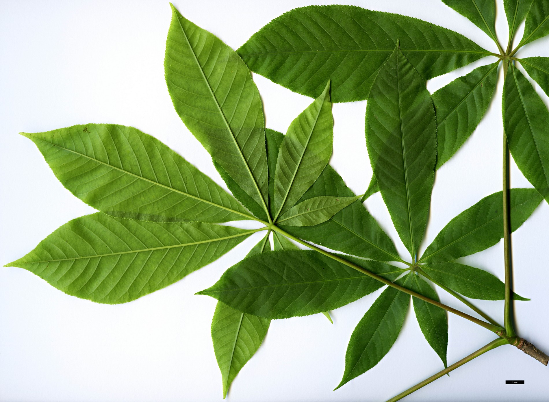 High resolution image: Family: Sapindaceae - Genus: Aesculus - Taxon: assamica