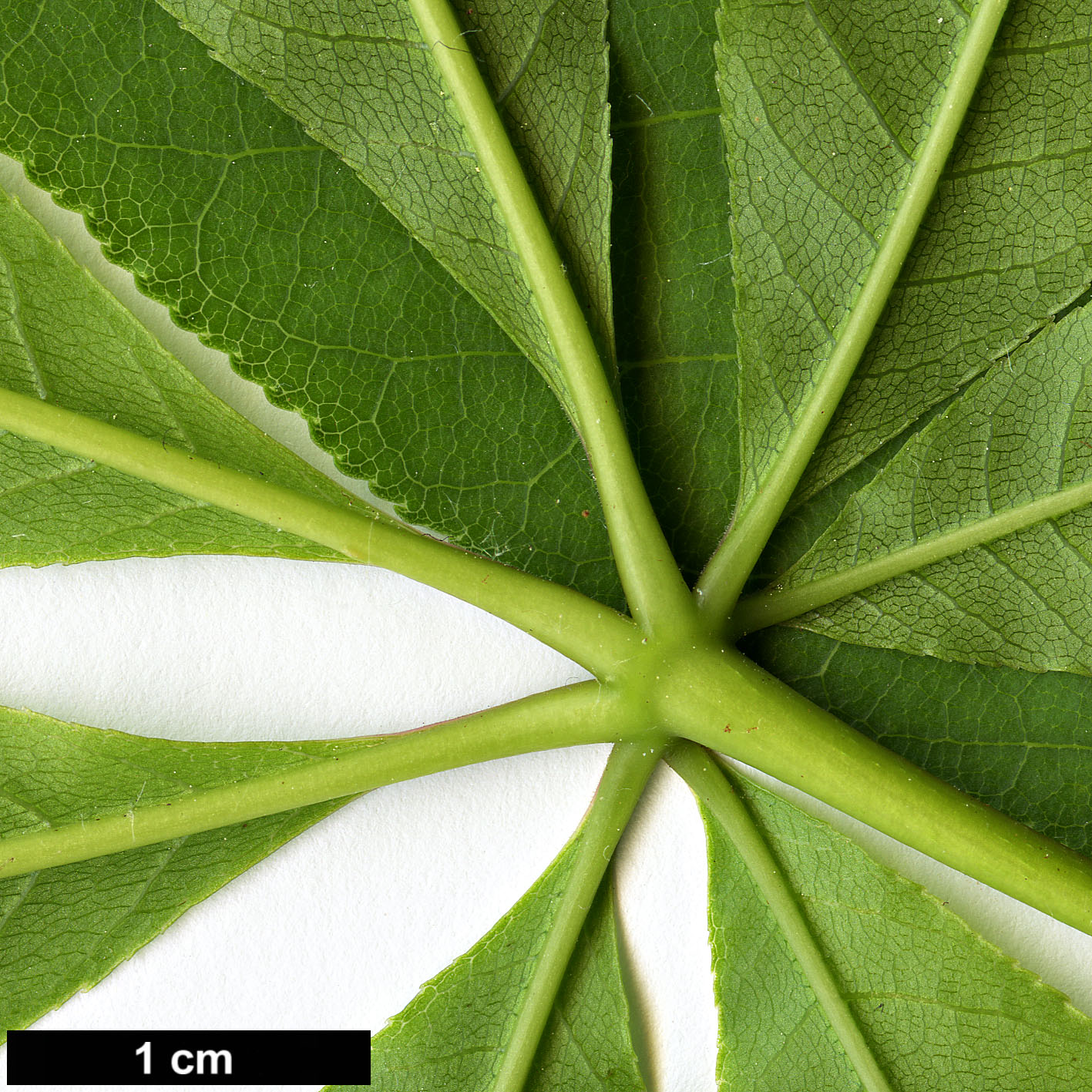 High resolution image: Family: Sapindaceae - Genus: Aesculus - Taxon: assamica