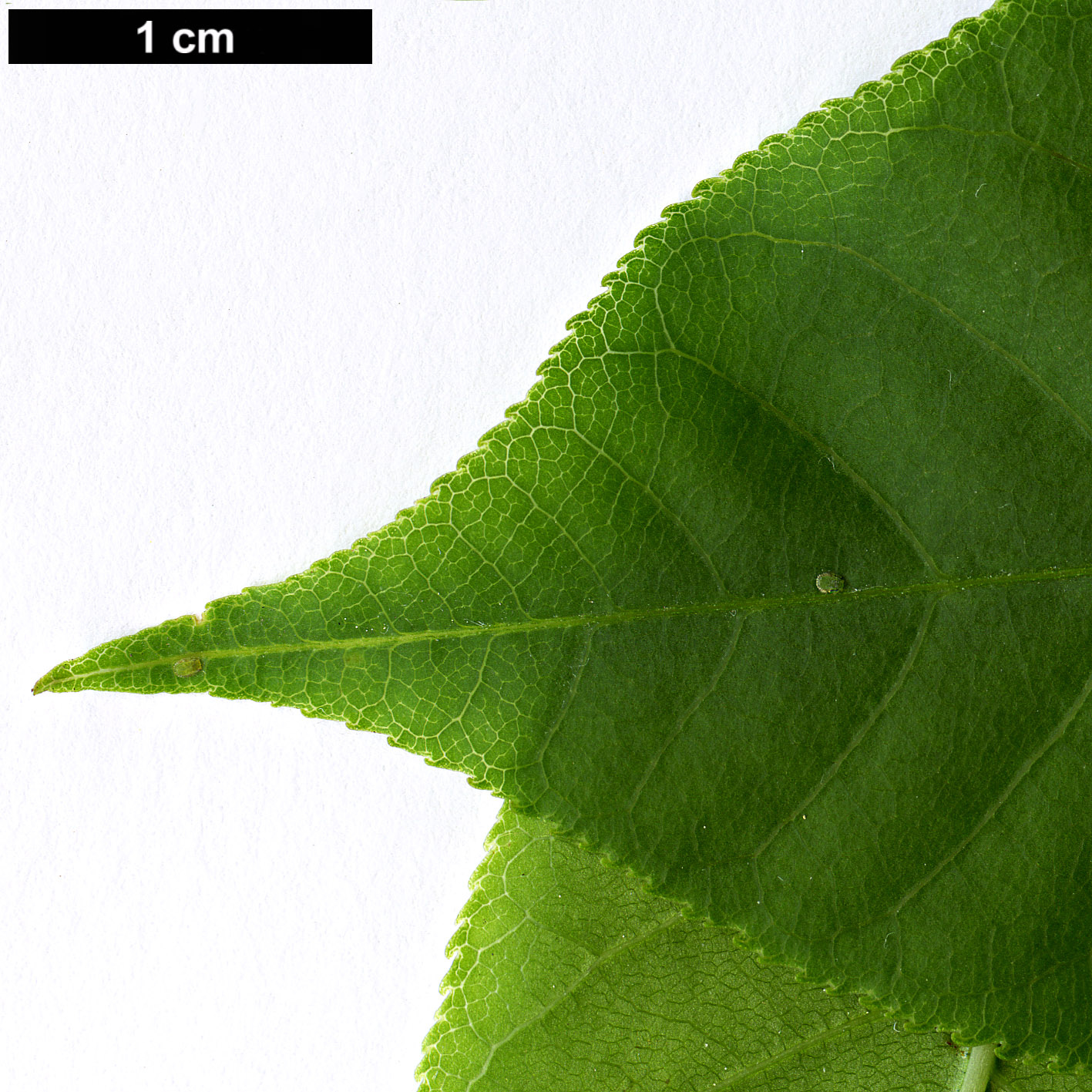 High resolution image: Family: Sapindaceae - Genus: Aesculus - Taxon: assamica