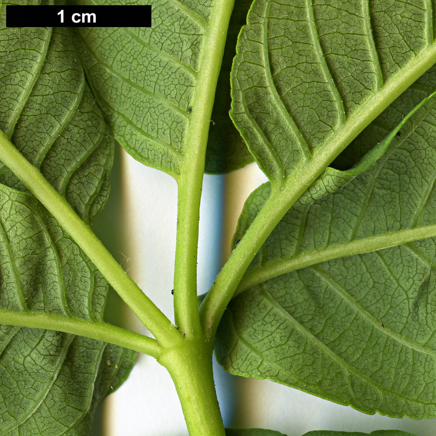 High resolution image: Family: Sapindaceae - Genus: Aesculus - Taxon: californica