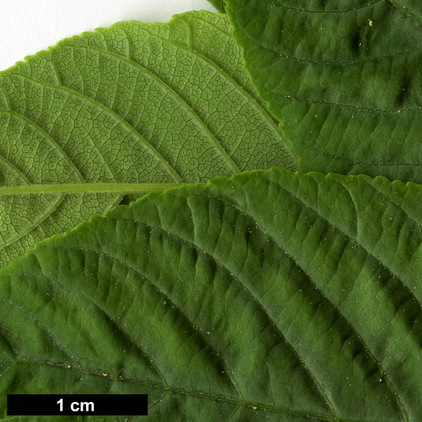 High resolution image: Family: Sapindaceae - Genus: Aesculus - Taxon: californica