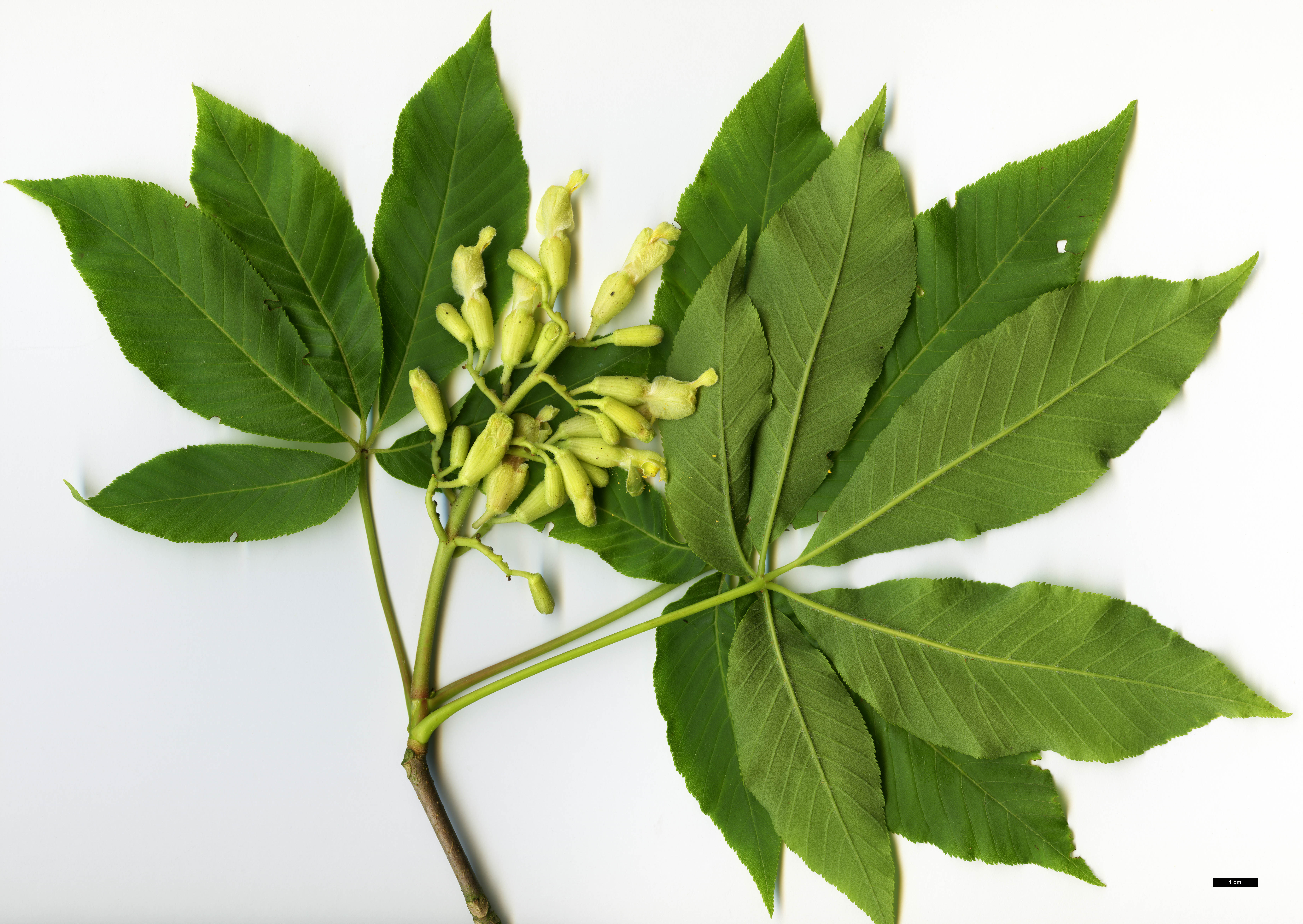 High resolution image: Family: Sapindaceae - Genus: Aesculus - Taxon: flava