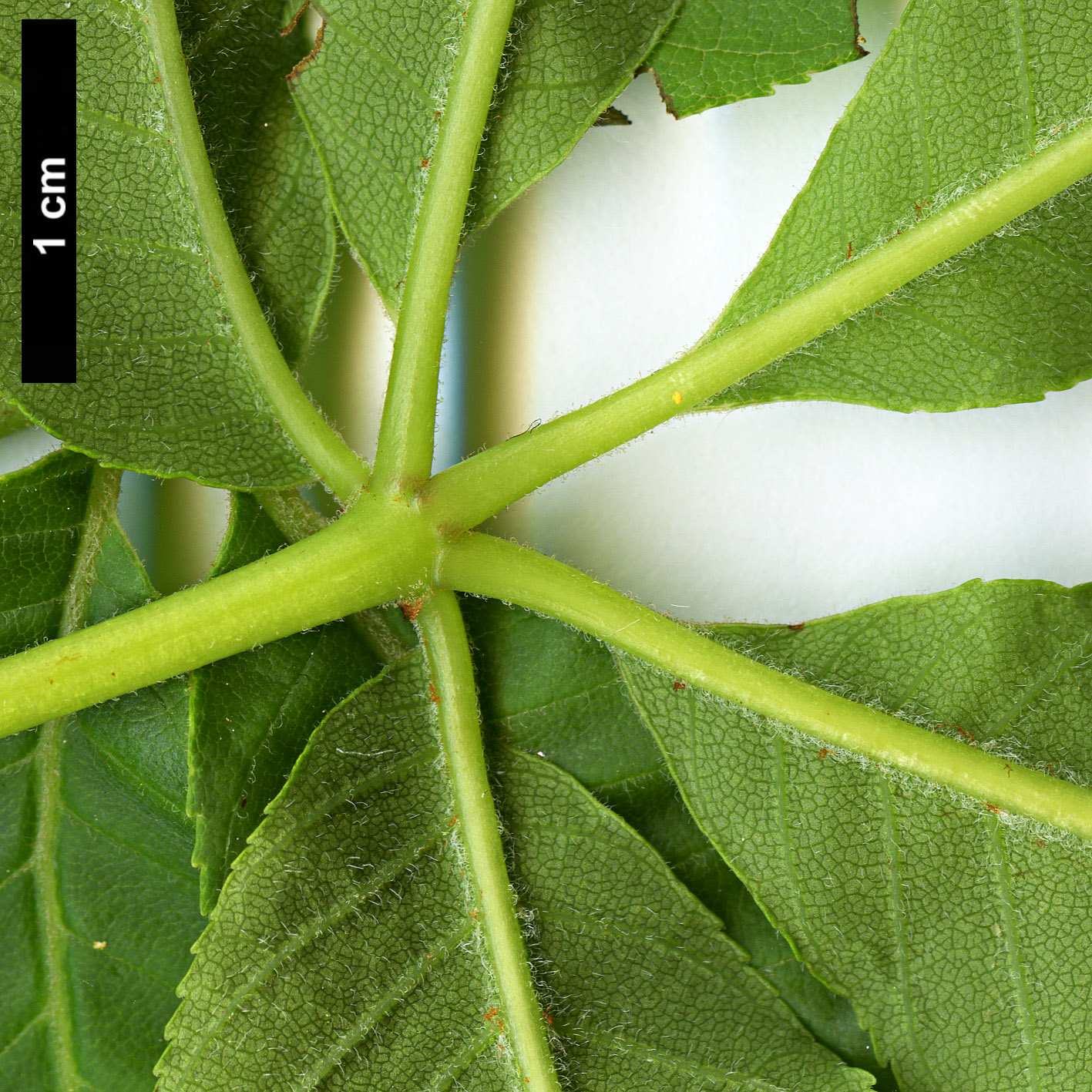 High resolution image: Family: Sapindaceae - Genus: Aesculus - Taxon: flava