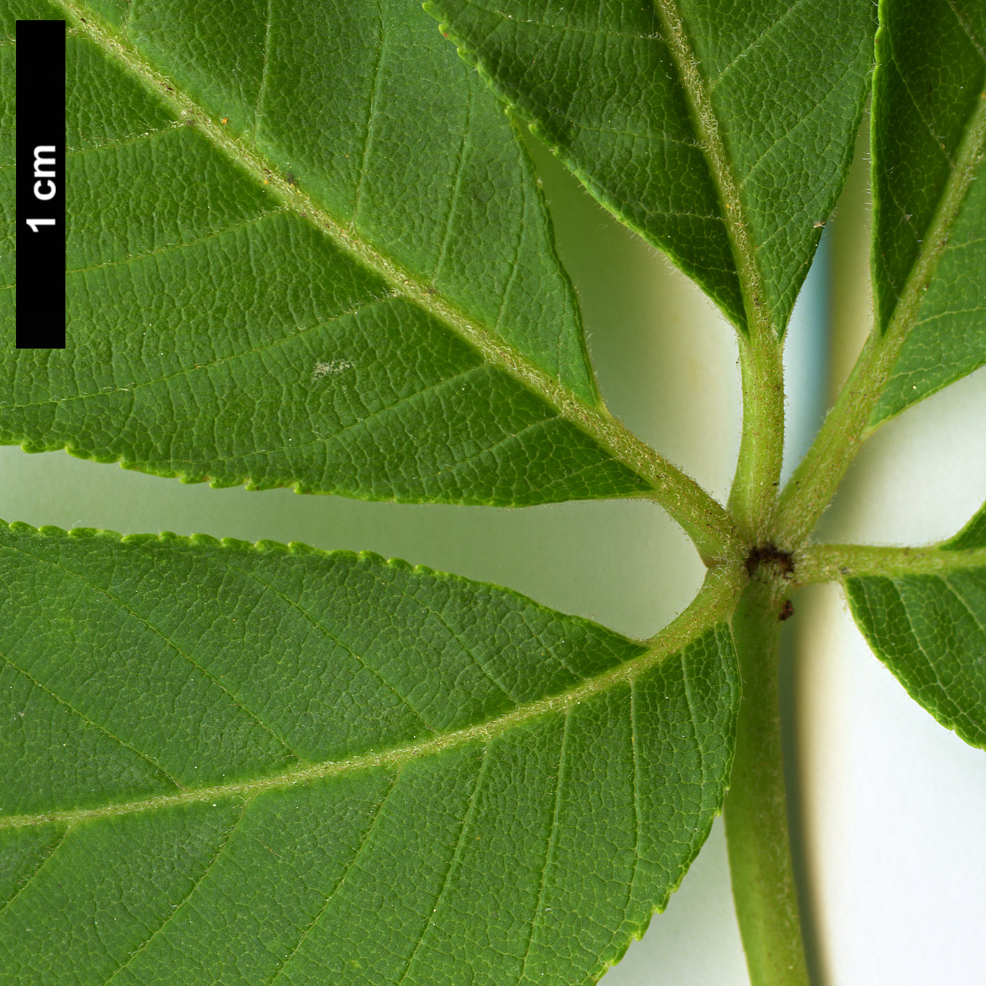 High resolution image: Family: Sapindaceae - Genus: Aesculus - Taxon: flava