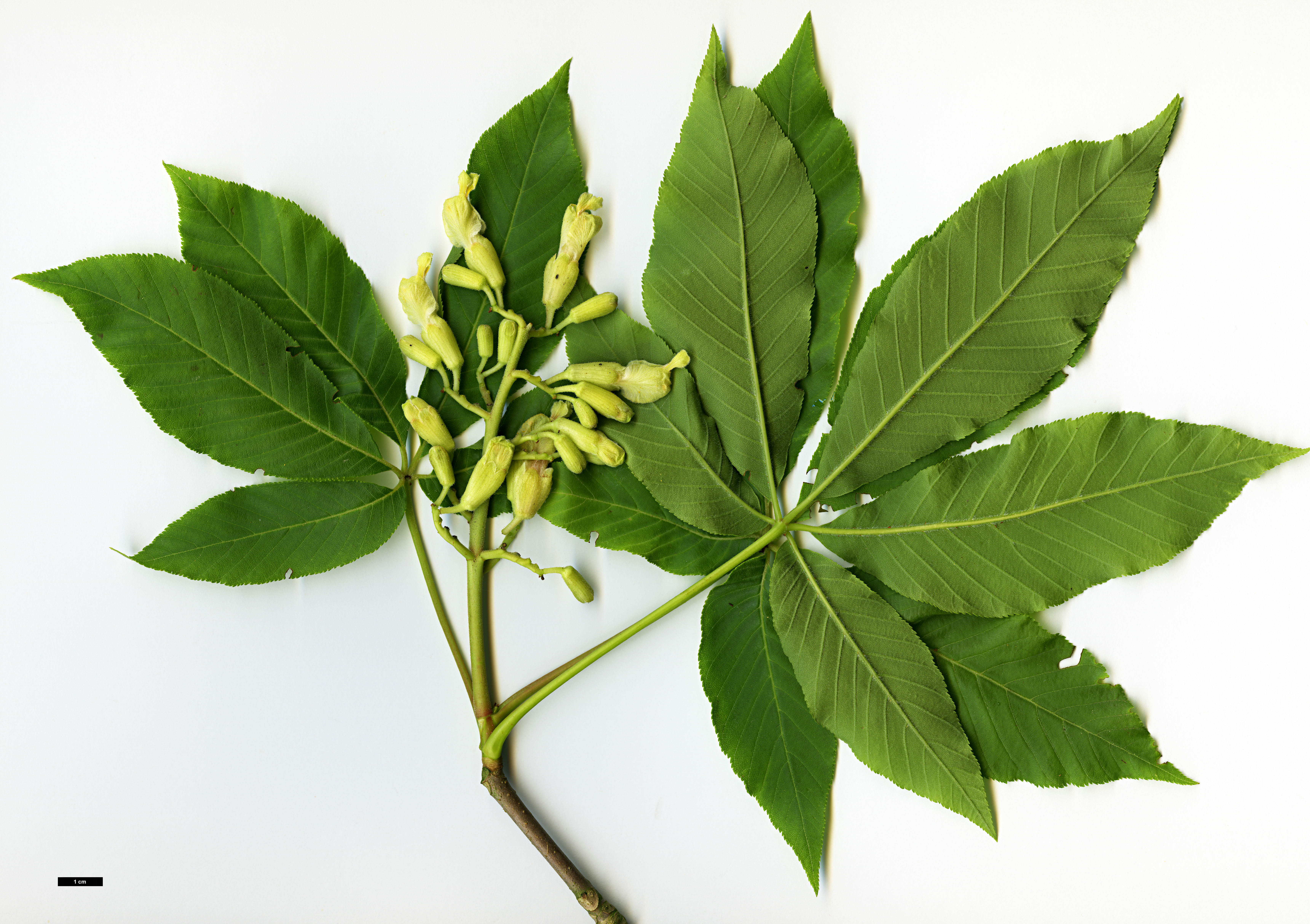 High resolution image: Family: Sapindaceae - Genus: Aesculus - Taxon: flava