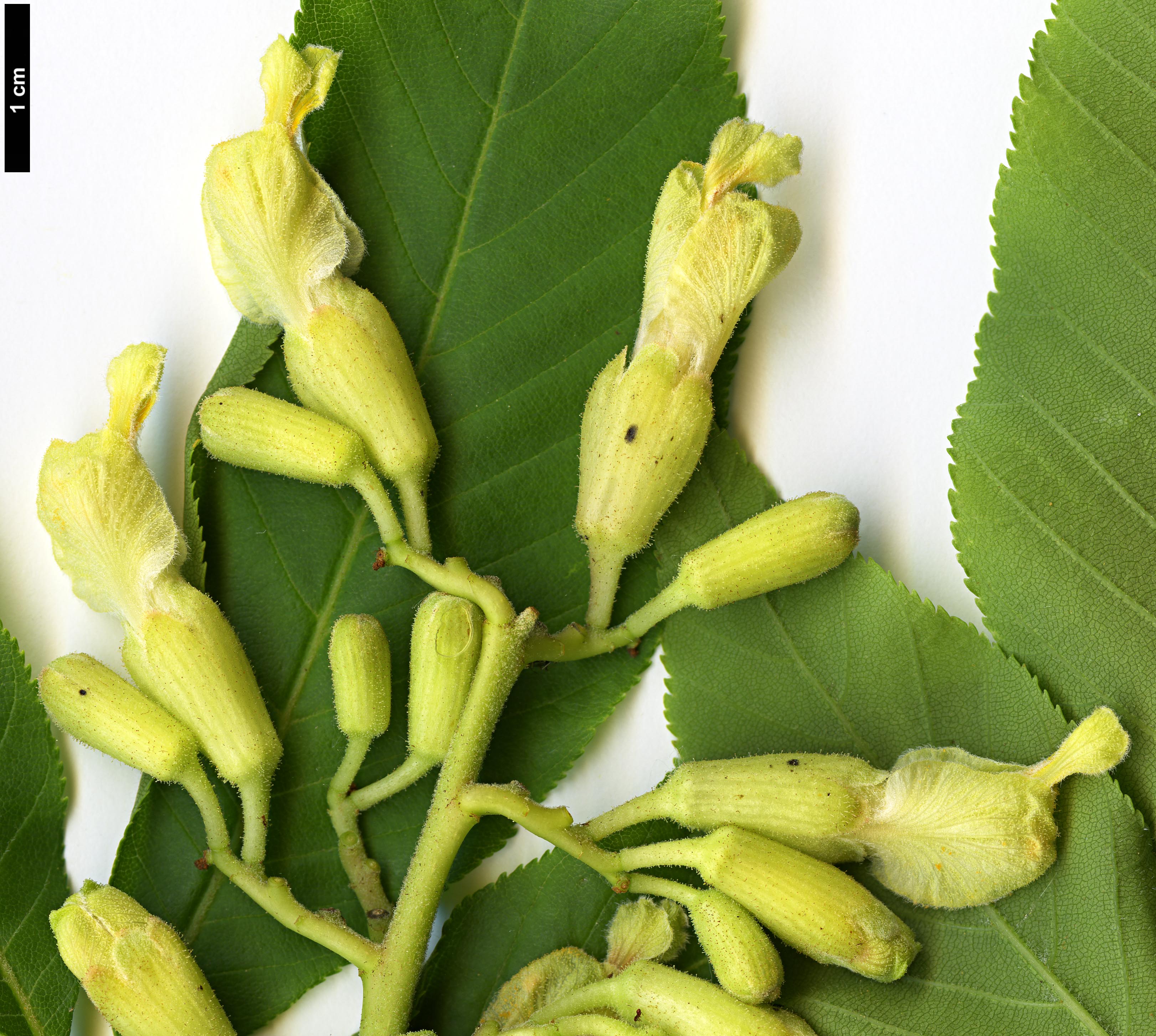 High resolution image: Family: Sapindaceae - Genus: Aesculus - Taxon: flava