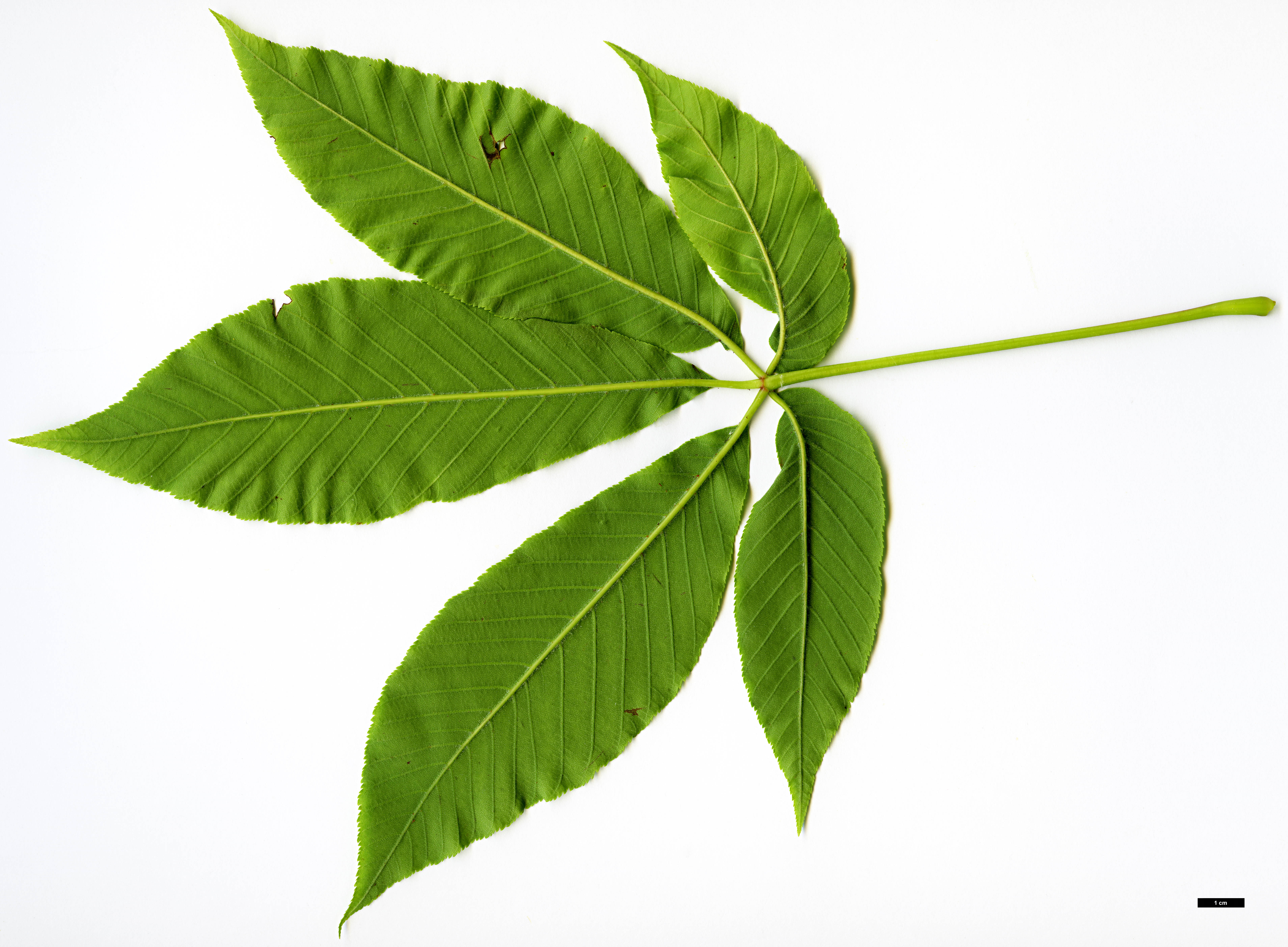 High resolution image: Family: Sapindaceae - Genus: Aesculus - Taxon: flava