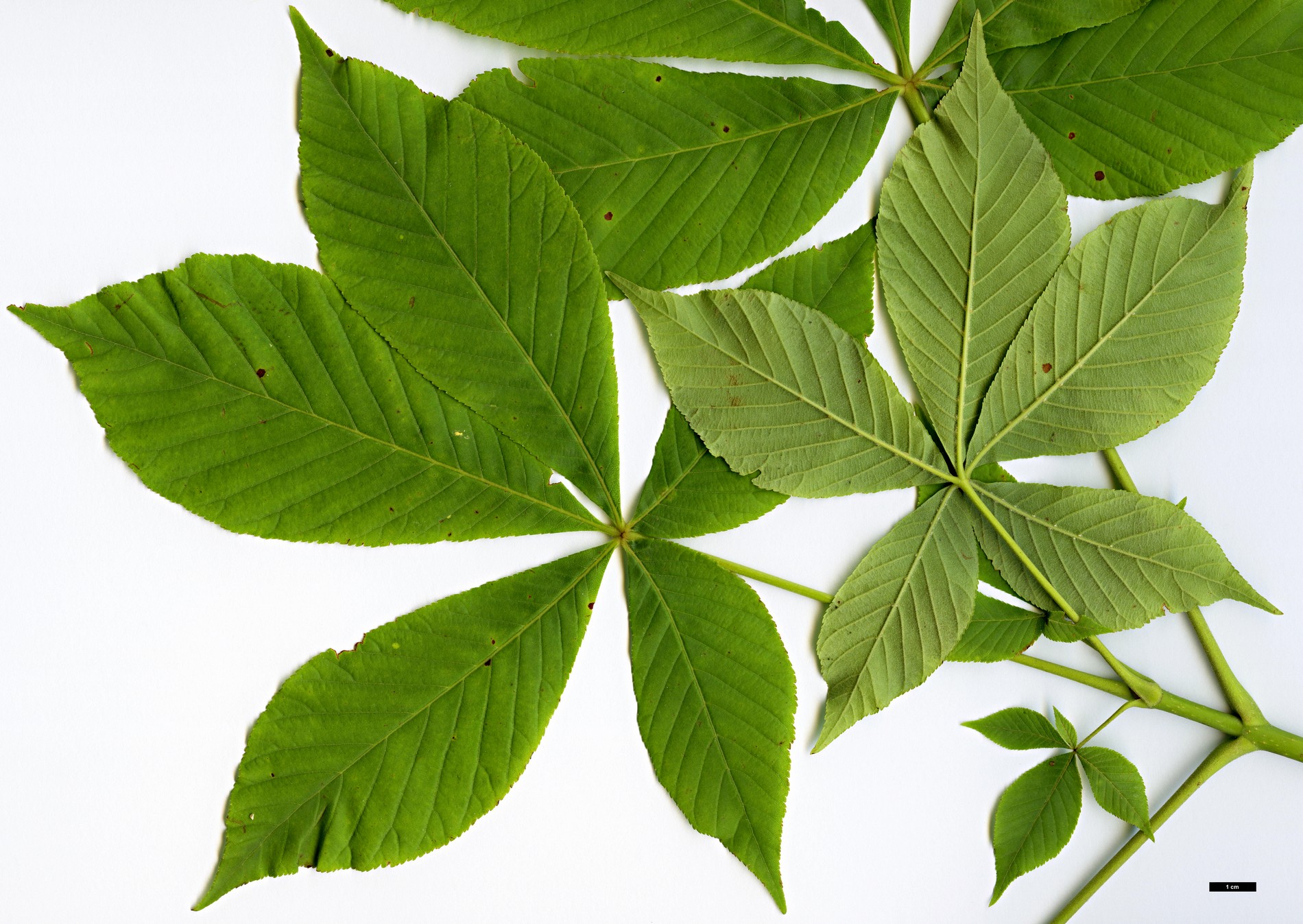 High resolution image: Family: Sapindaceae - Genus: Aesculus - Taxon: flava