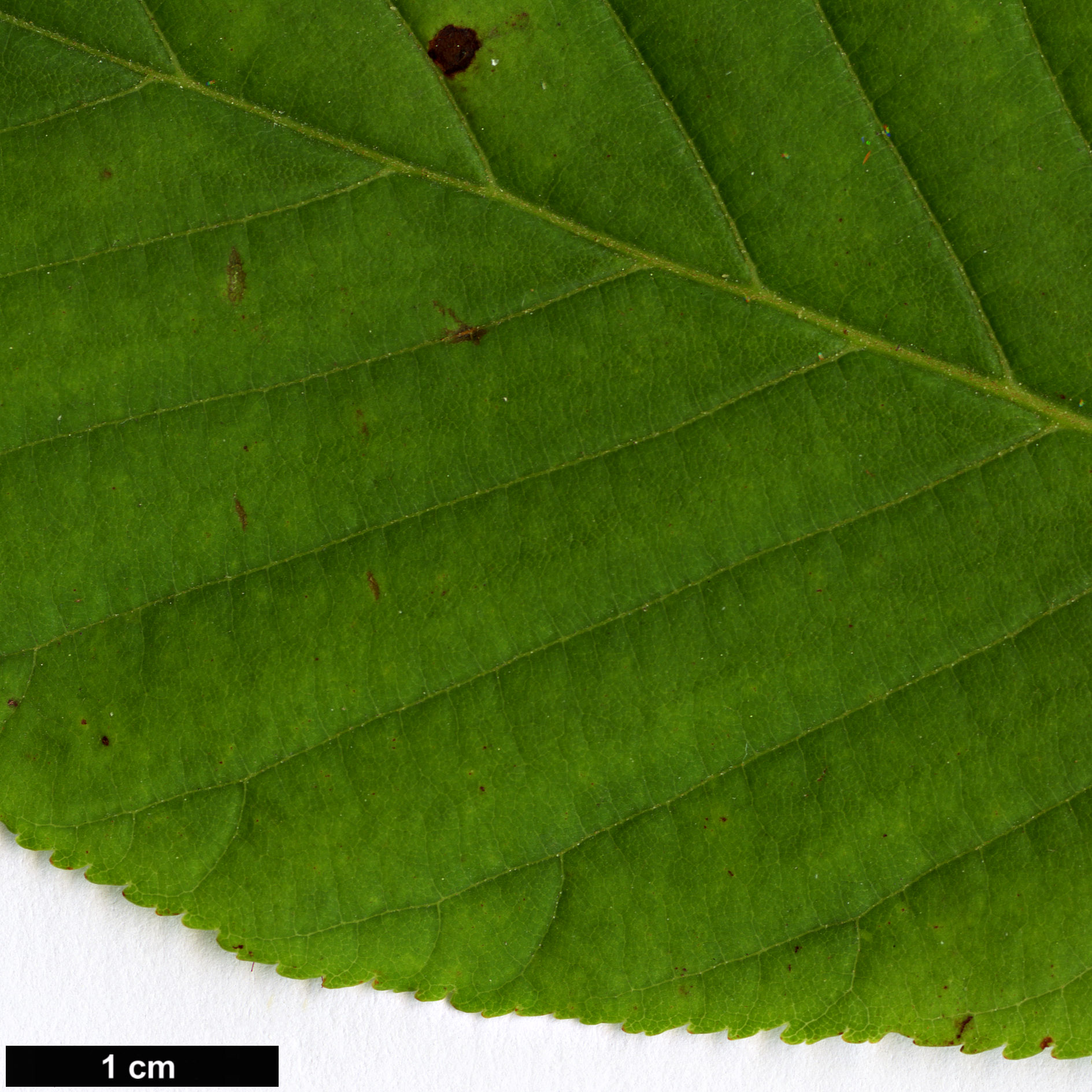 High resolution image: Family: Sapindaceae - Genus: Aesculus - Taxon: flava