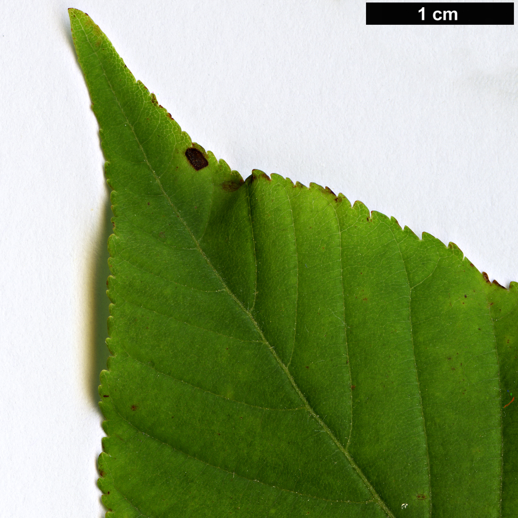 High resolution image: Family: Sapindaceae - Genus: Aesculus - Taxon: flava