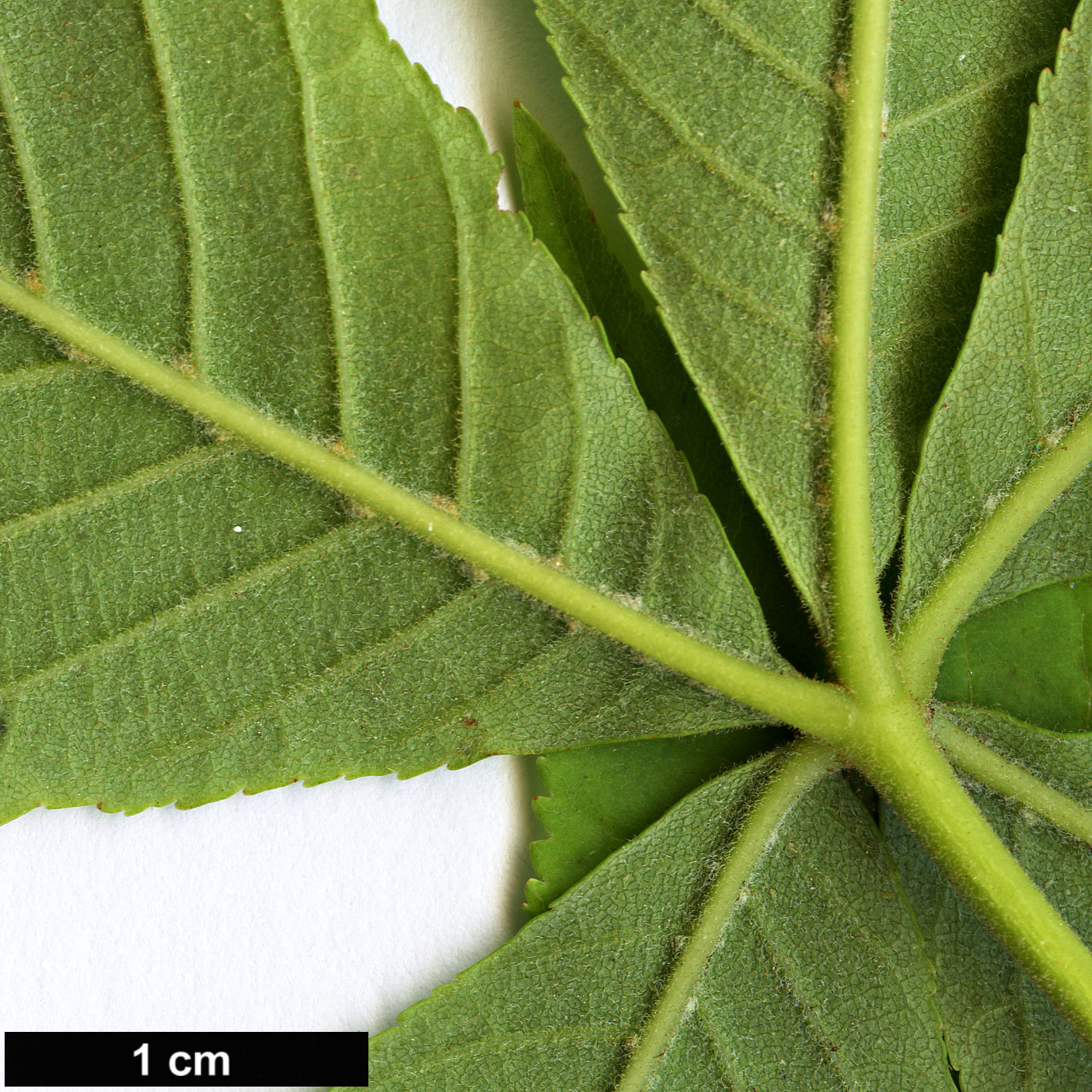 High resolution image: Family: Sapindaceae - Genus: Aesculus - Taxon: flava