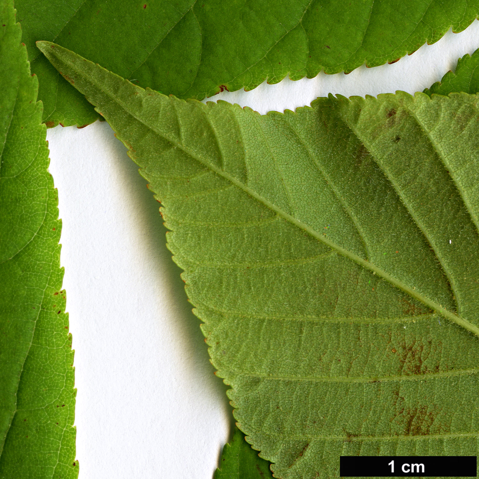 High resolution image: Family: Sapindaceae - Genus: Aesculus - Taxon: flava