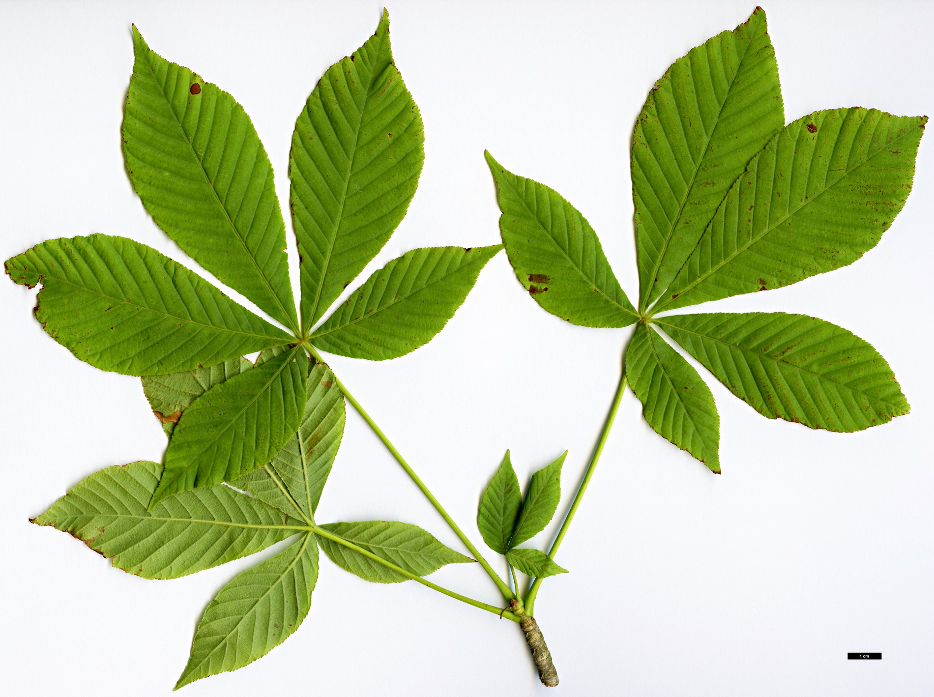 High resolution image: Family: Sapindaceae - Genus: Aesculus - Taxon: flava