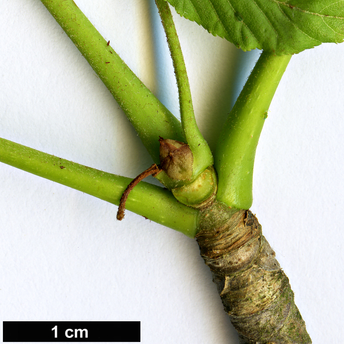 High resolution image: Family: Sapindaceae - Genus: Aesculus - Taxon: flava