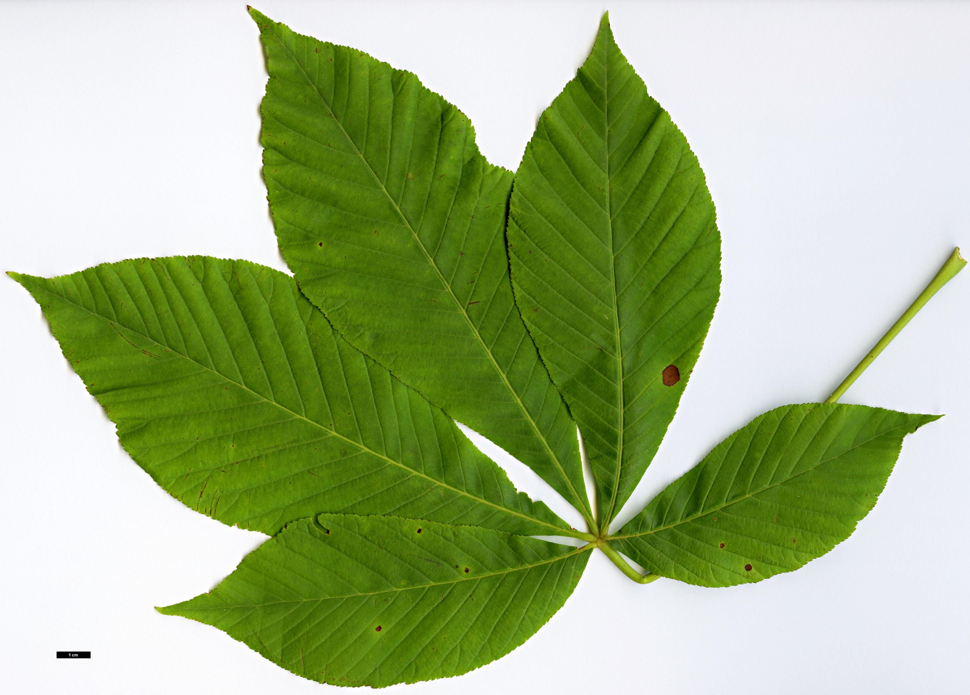 High resolution image: Family: Sapindaceae - Genus: Aesculus - Taxon: flava