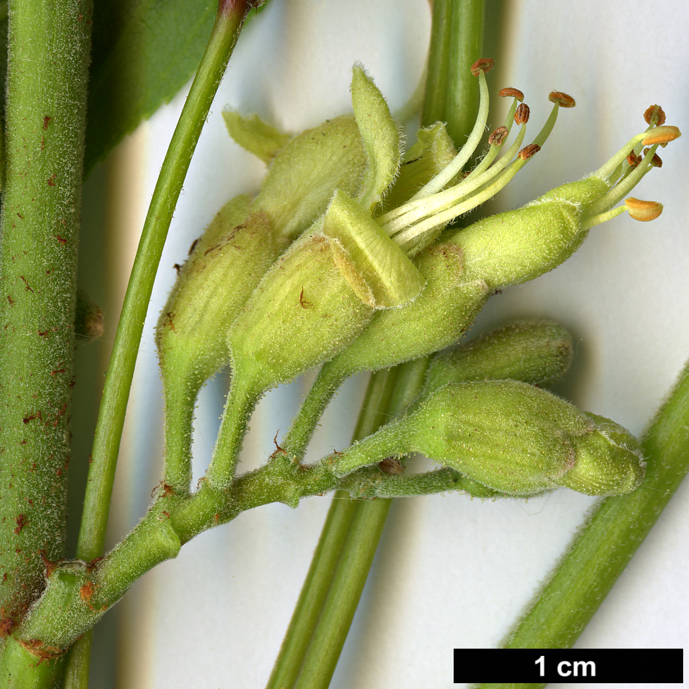 High resolution image: Family: Sapindaceae - Genus: Aesculus - Taxon: glabra