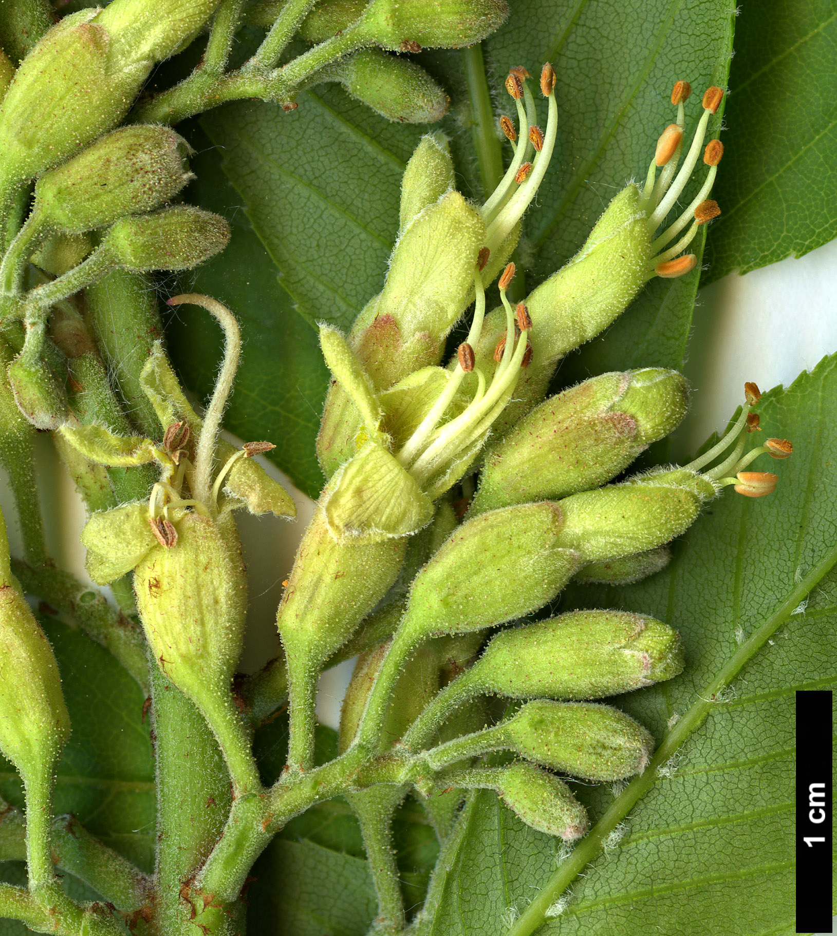 High resolution image: Family: Sapindaceae - Genus: Aesculus - Taxon: glabra