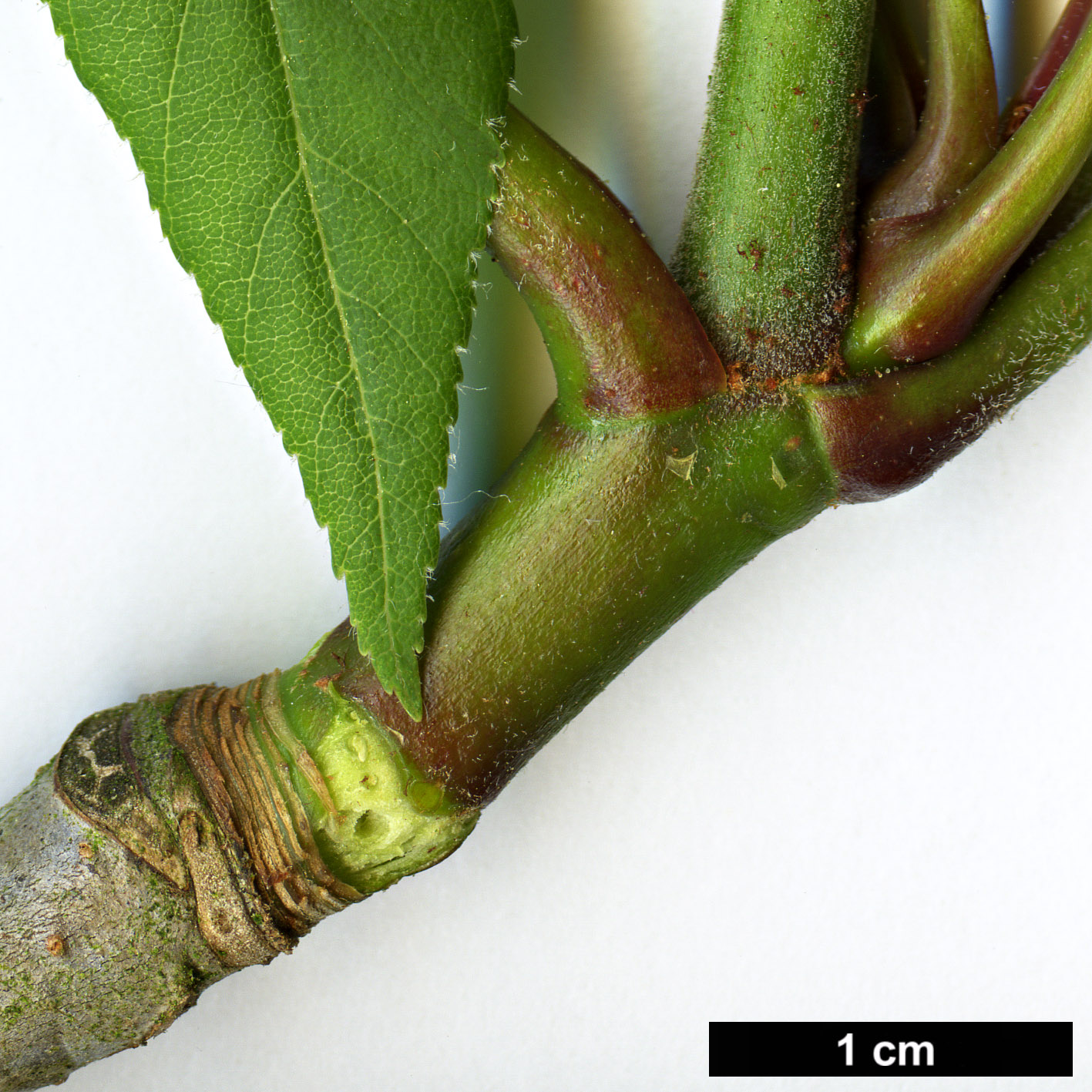 High resolution image: Family: Sapindaceae - Genus: Aesculus - Taxon: glabra