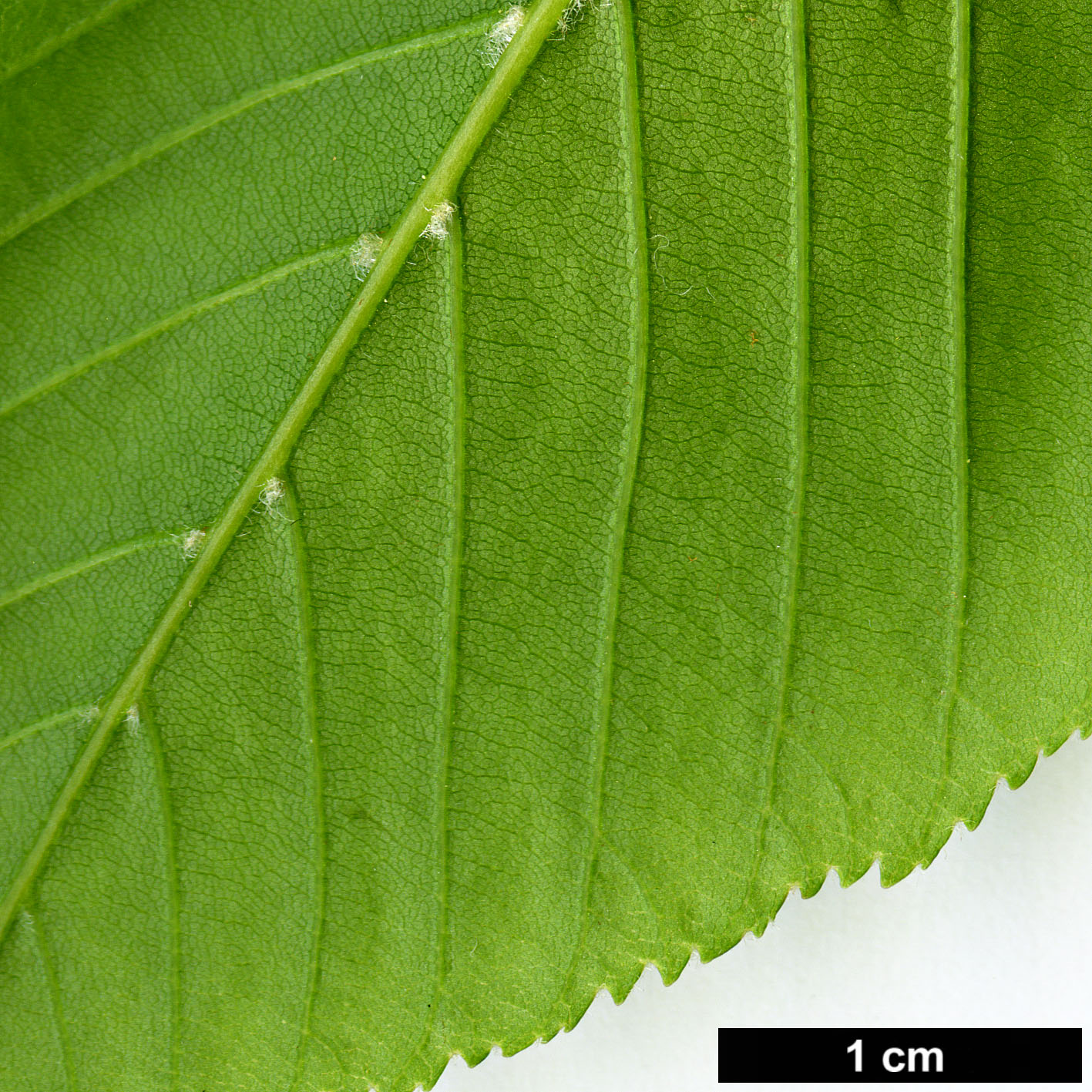 High resolution image: Family: Sapindaceae - Genus: Aesculus - Taxon: glabra