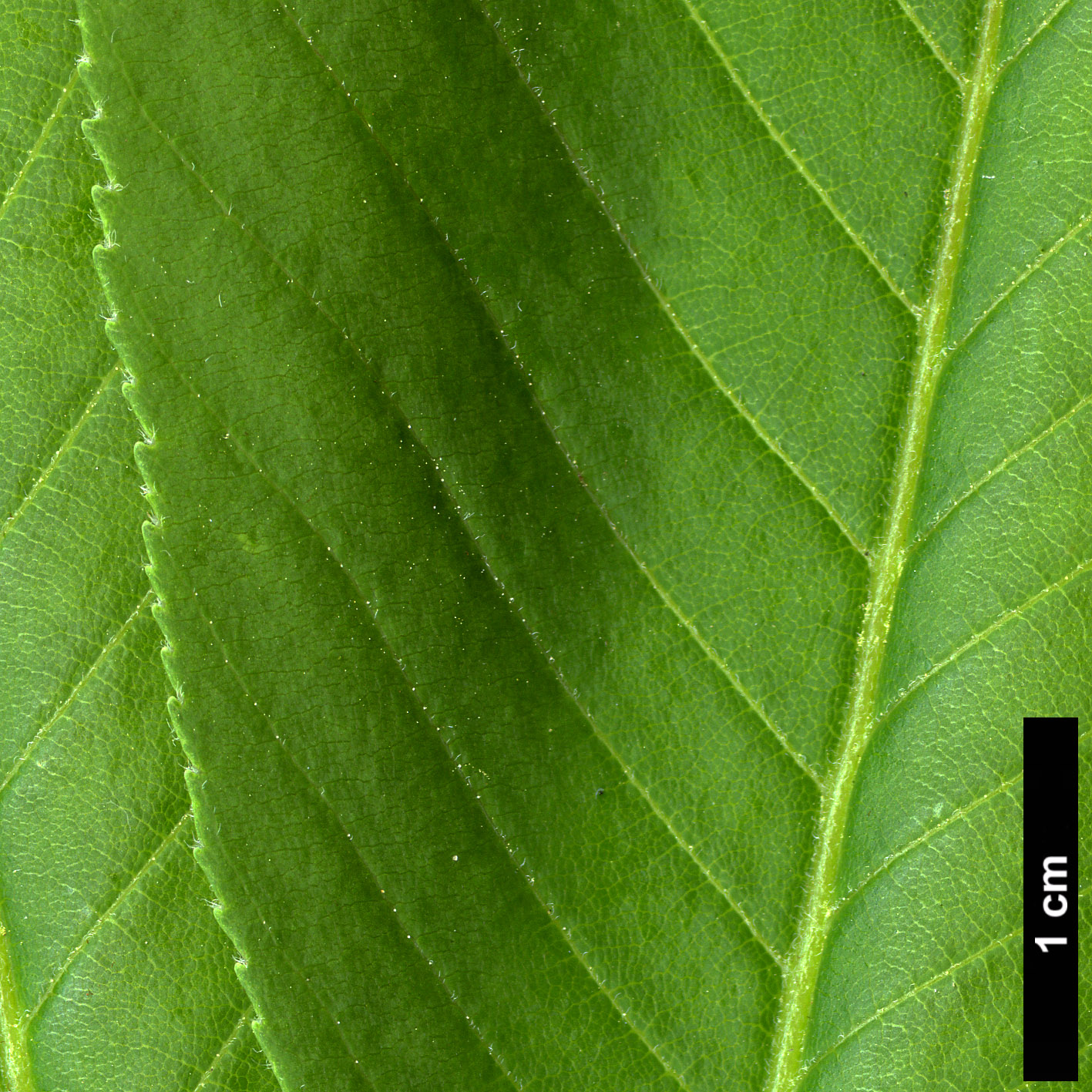 High resolution image: Family: Sapindaceae - Genus: Aesculus - Taxon: glabra