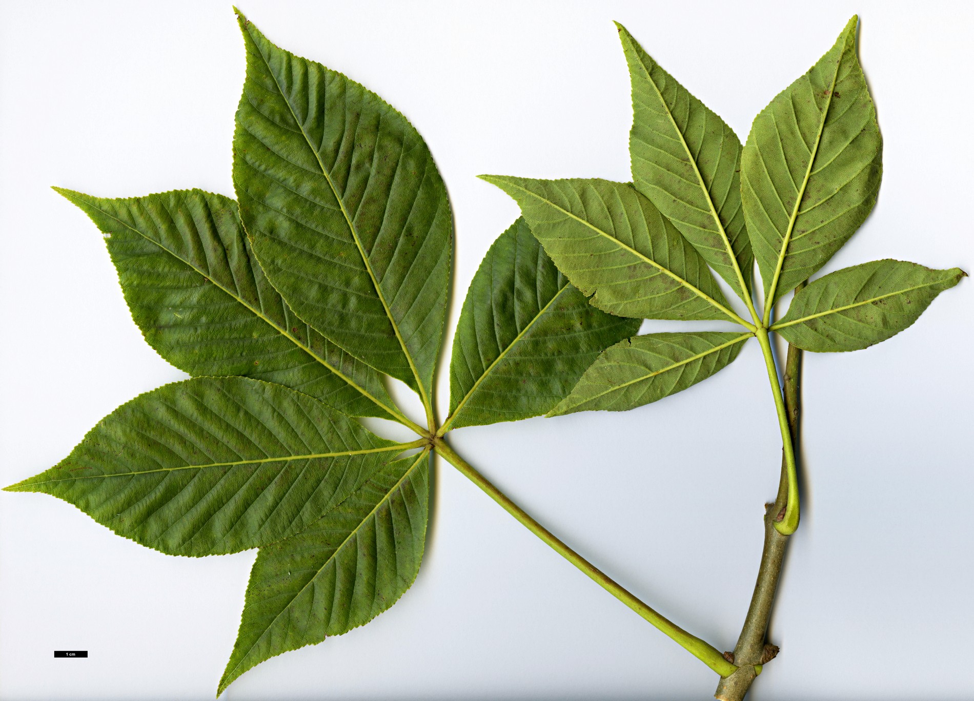 High resolution image: Family: Sapindaceae - Genus: Aesculus - Taxon: glabra