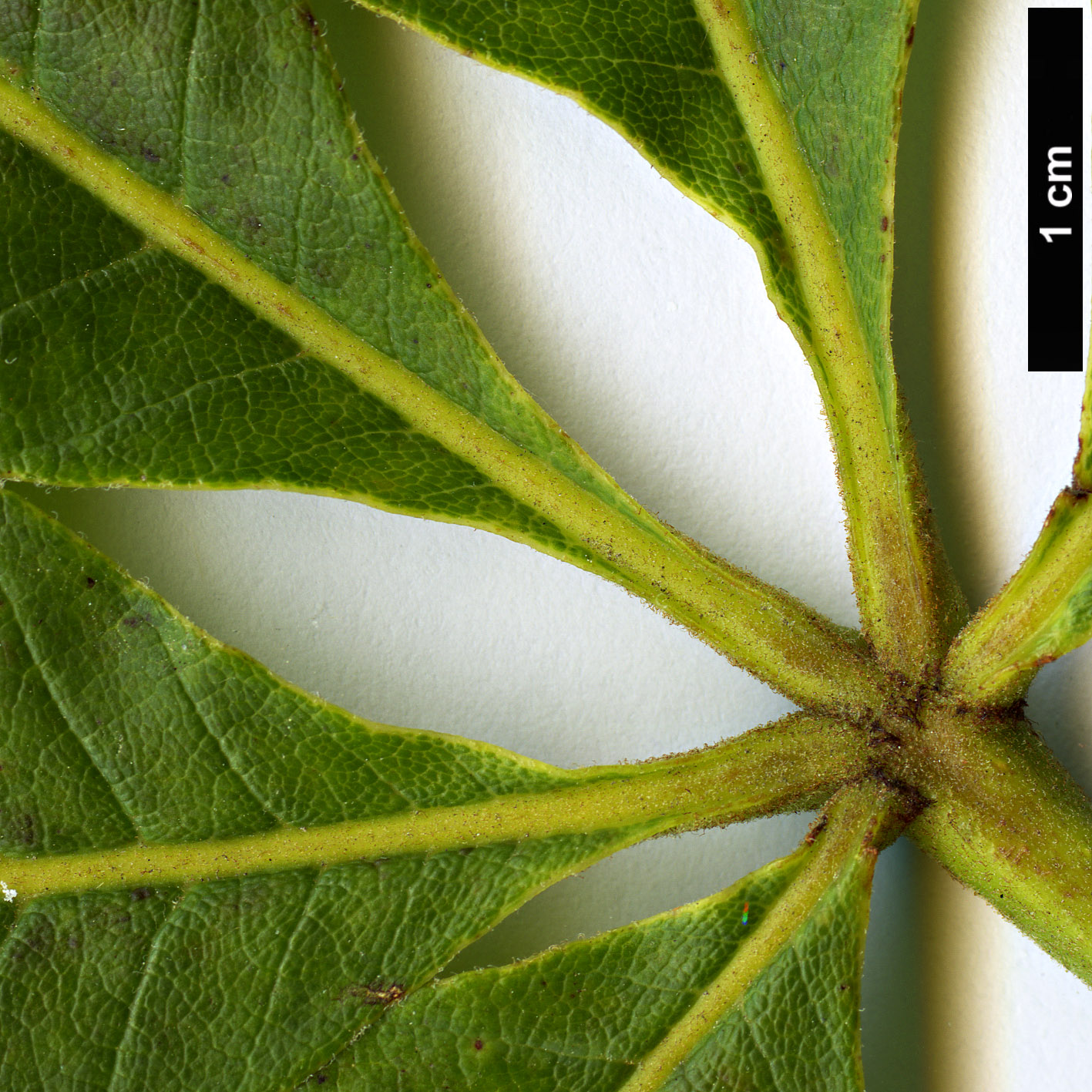 High resolution image: Family: Sapindaceae - Genus: Aesculus - Taxon: glabra