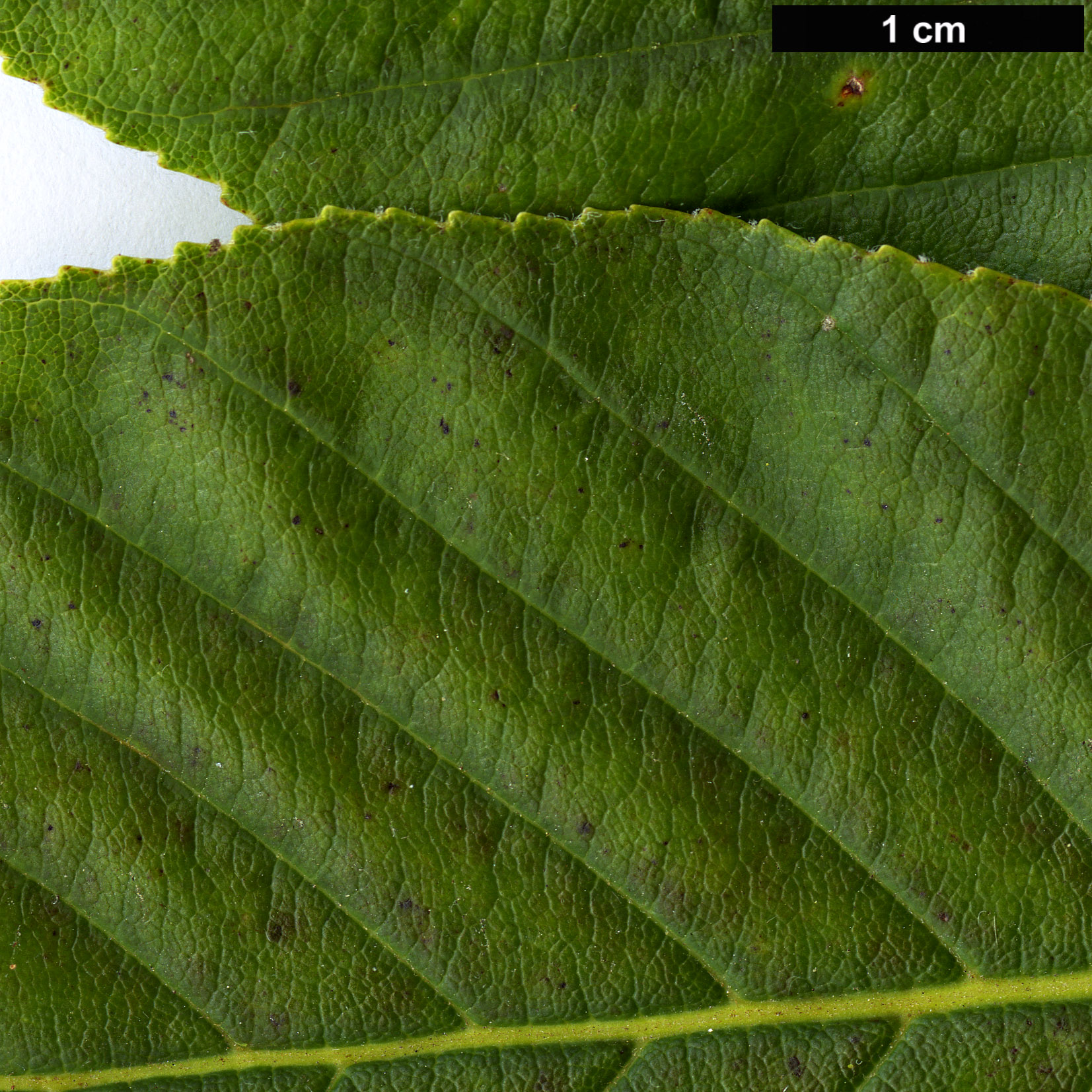 High resolution image: Family: Sapindaceae - Genus: Aesculus - Taxon: glabra