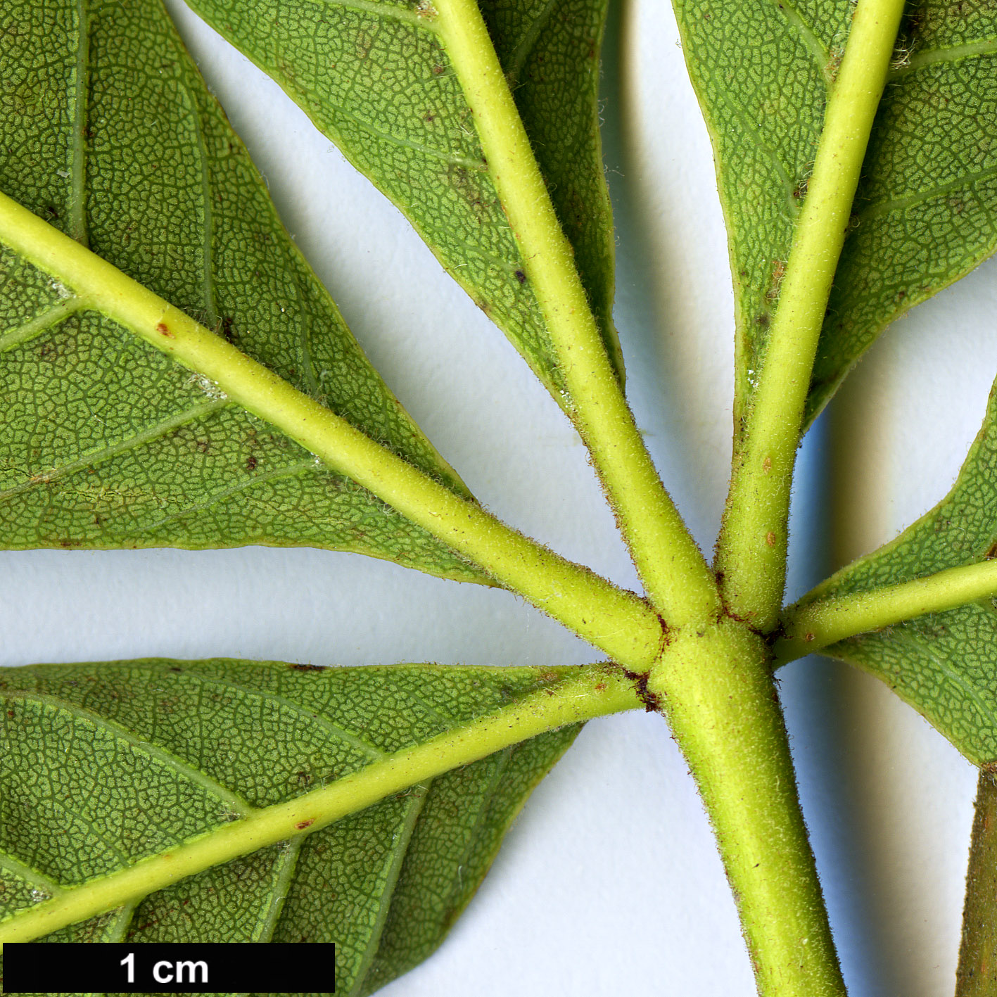 High resolution image: Family: Sapindaceae - Genus: Aesculus - Taxon: glabra