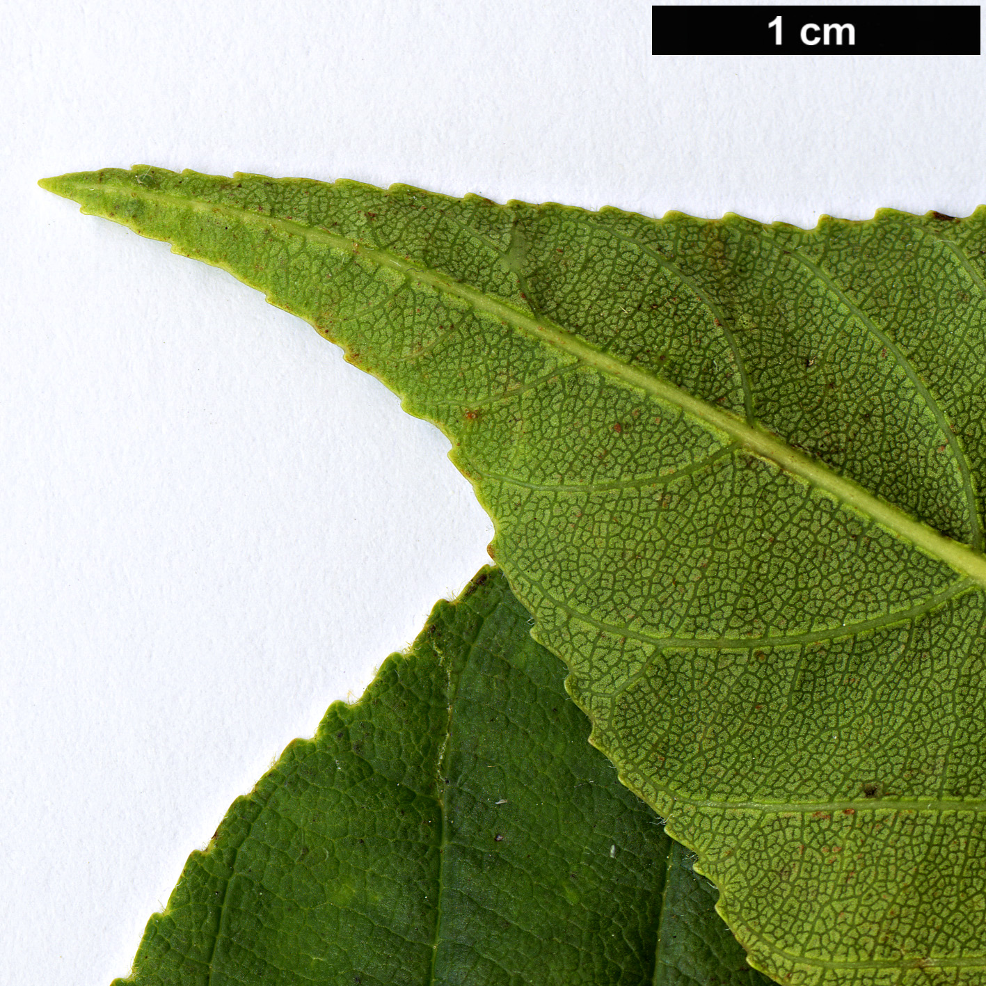 High resolution image: Family: Sapindaceae - Genus: Aesculus - Taxon: glabra