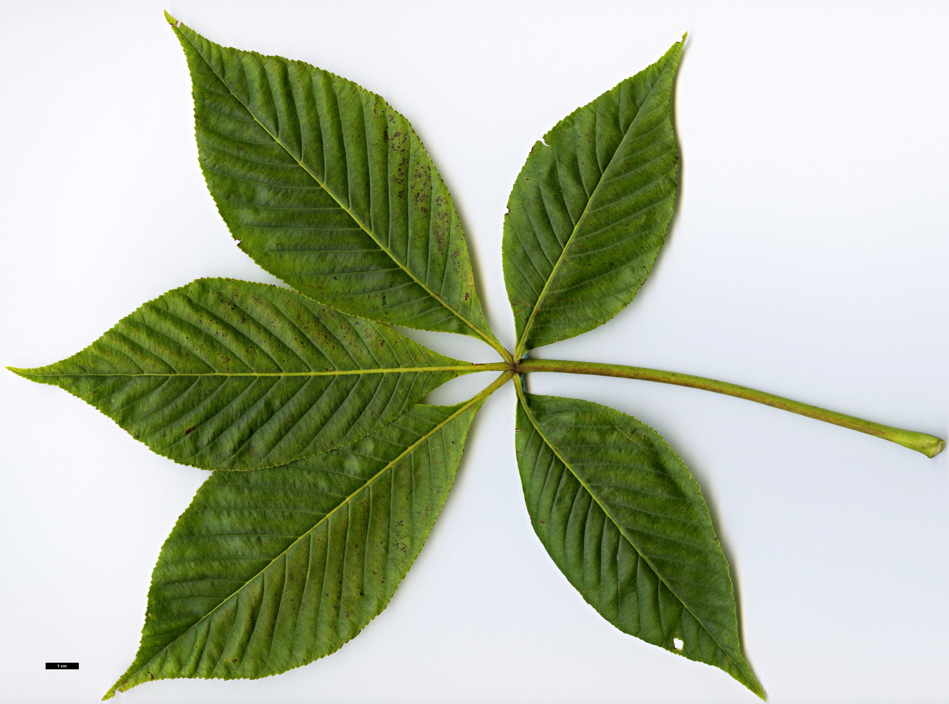 High resolution image: Family: Sapindaceae - Genus: Aesculus - Taxon: glabra