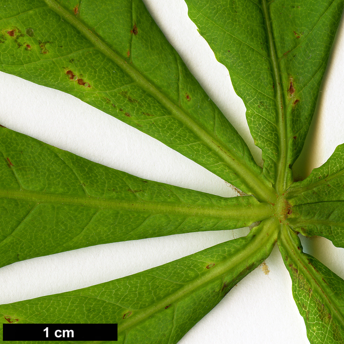 High resolution image: Family: Sapindaceae - Genus: Aesculus - Taxon: hippocastanum