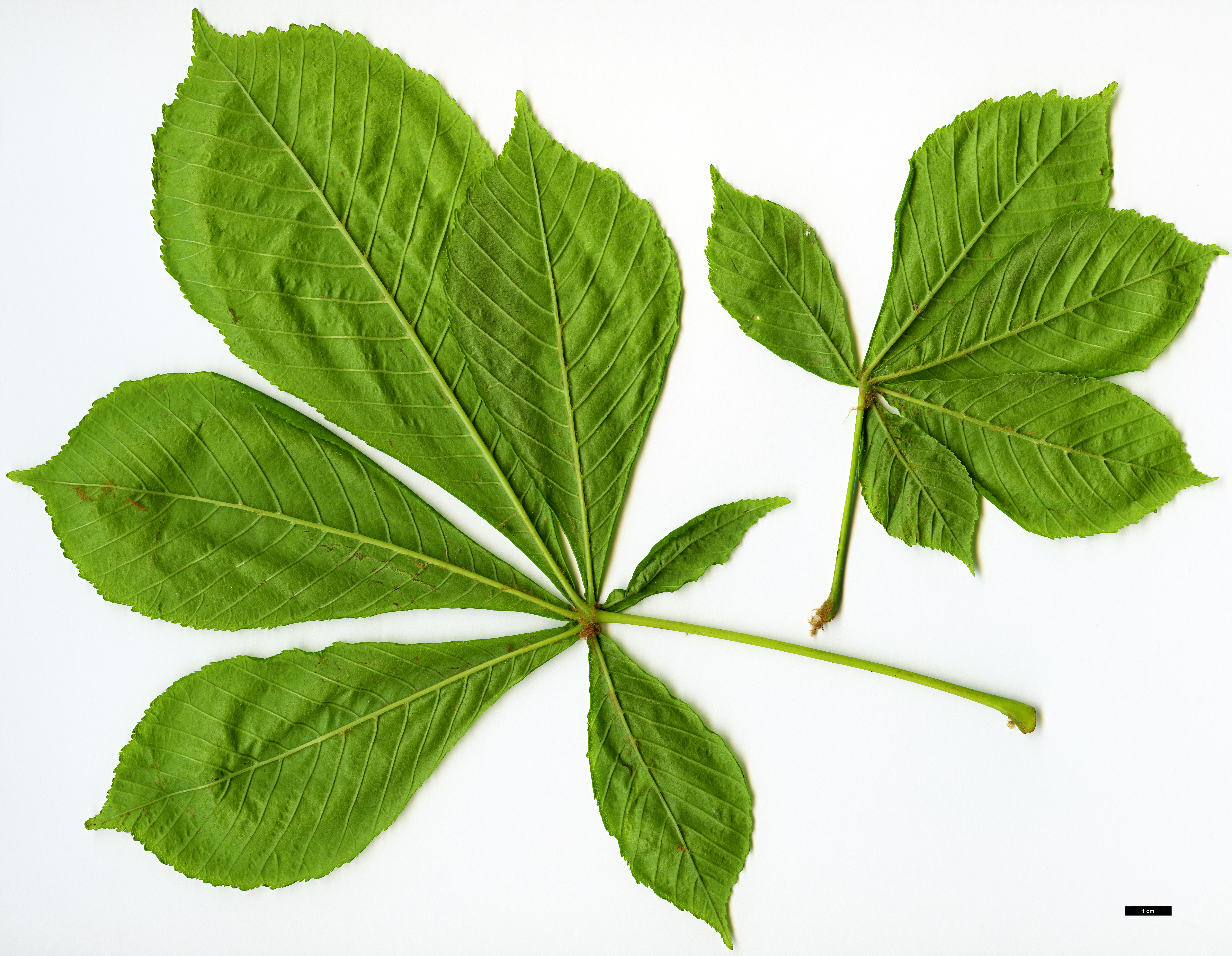 High resolution image: Family: Sapindaceae - Genus: Aesculus - Taxon: hippocastanum