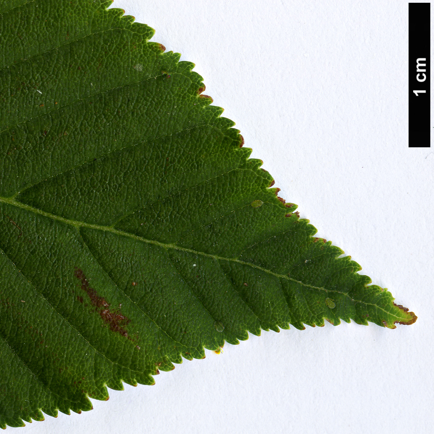 High resolution image: Family: Sapindaceae - Genus: Aesculus - Taxon: sylvatica