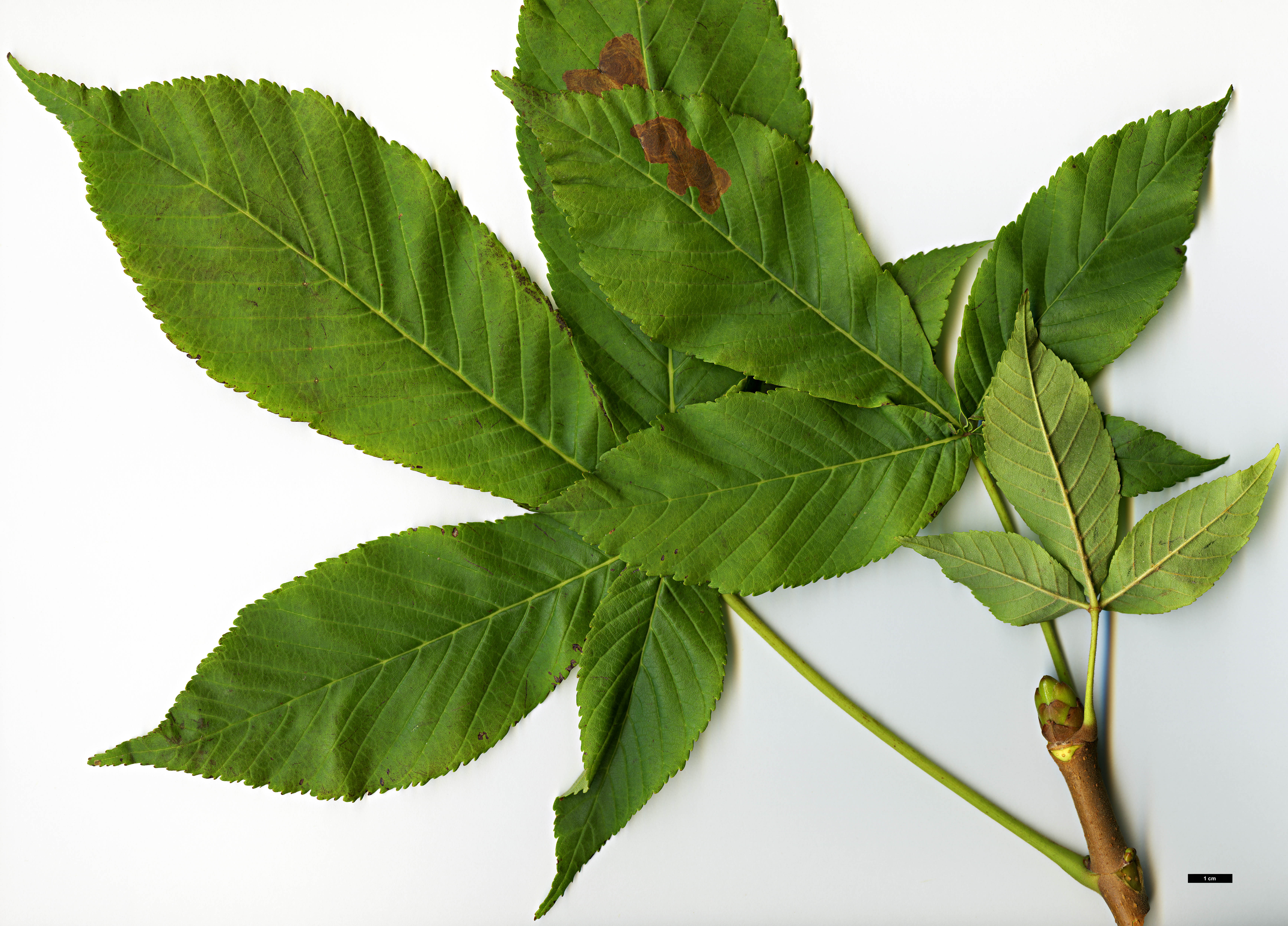 High resolution image: Family: Sapindaceae - Genus: Aesculus - Taxon: turbinata