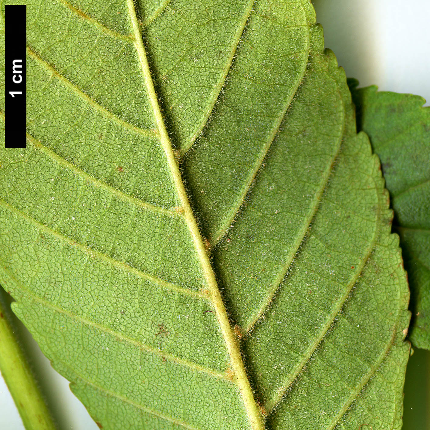 High resolution image: Family: Sapindaceae - Genus: Aesculus - Taxon: turbinata