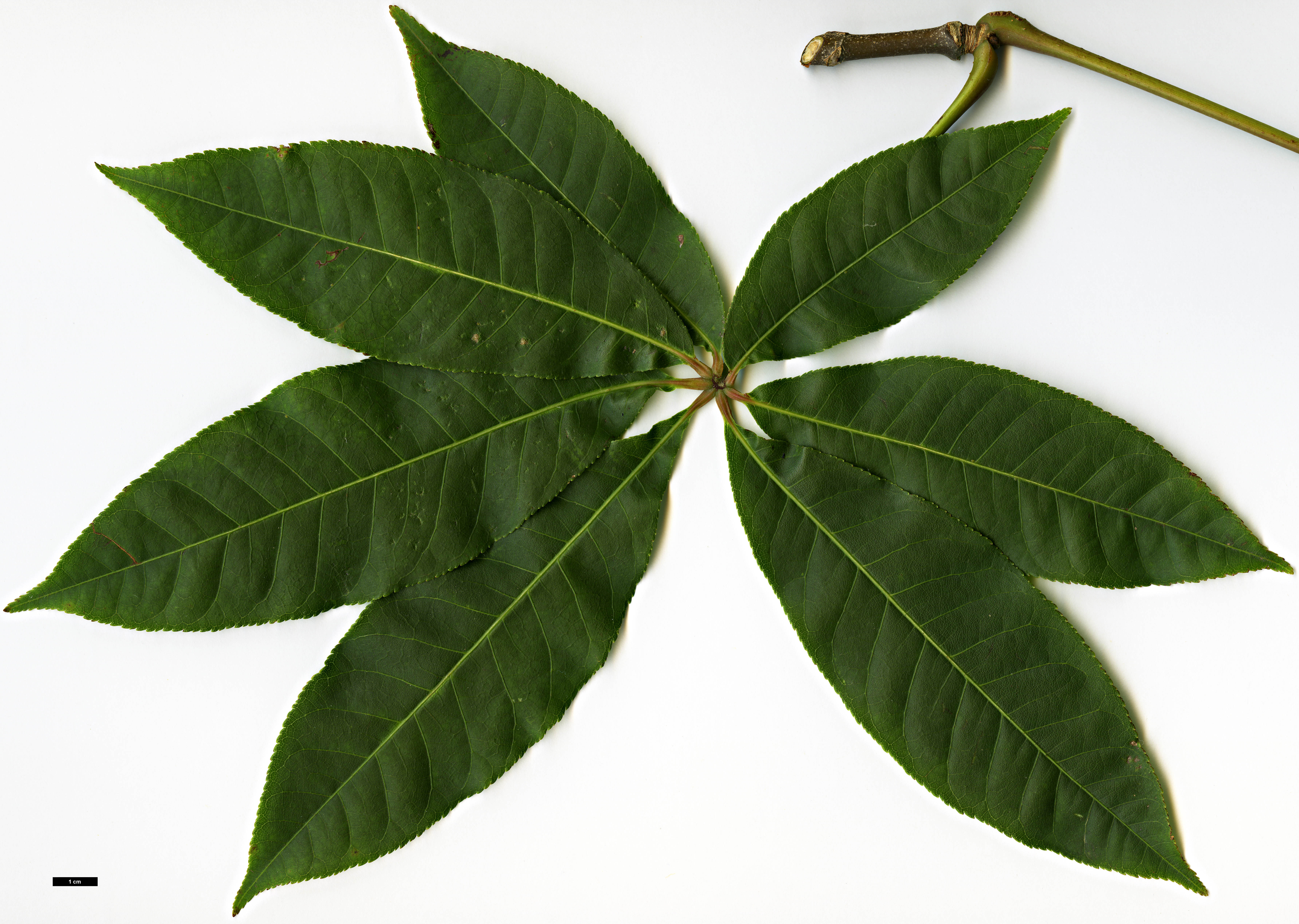 High resolution image: Family: Sapindaceae - Genus: Aesculus - Taxon: wangii